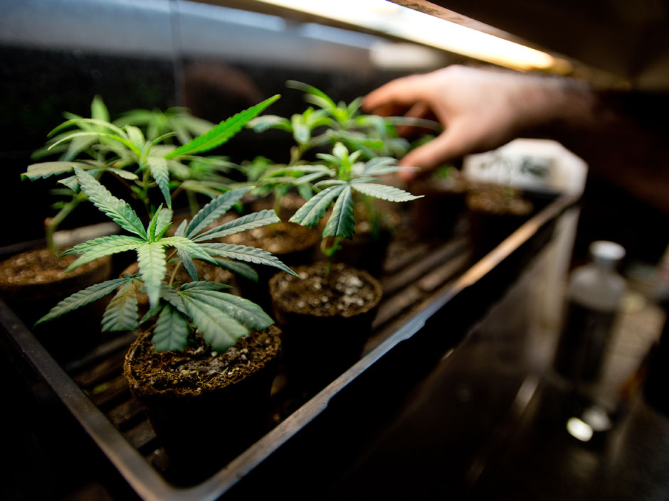 CBD Near Me CBD Directory