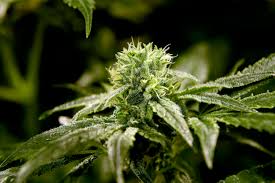 Cannabis, Cannabis, Cannabis, Cannabis, Cannabis, Cannabis, Cannabis, Cannabis, Cannabis, Cannabis, Cannabis, Cannabis, Cannabis, Cannabis, Cannabis, Cannabis, Cannabis, Cannabis, Cannabis, Cannabis, Cannabis, Cannabis, Cannabis, Cannabis, Cannabis, Cannabis, Cannabis, Cannabis, Cannabis, Cannabis, Cannabis, Cannabis, Cannabis, Cannabis, Cannabis, Cannabis, Cannabis, Cannabis, Cannabis, Cannabis, Cannabis, Cannabis, Cannabis, Cannabis, Cannabis, Cannabis, Cannabis, Cannabis, Cannabis, Cannabis, Cannabis, Cannabis, Cannabis, Cannabis, Cannabis, Cannabis, Cannabis, Cannabis, Cannabis, Cannabis, Cannabis, Cannabis, Cannabis, Cannabis, Cannabis, Cannabis, Cannabis, Cannabis, Cannabis, Cannabis, Cannabis, Cannabis, Cannabis, Cannabis, Cannabis, Cannabis, Cannabis, Cannabis, Cannabis, Cannabis, Cannabis, Cannabis, Cannabis, Cannabis, Cannabis, Cannabis, Cannabis, Cannabis, Cannabis, Cannabis, Cannabis, Cannabis, Cannabis, Cannabis, Cannabis, Cannabis, Cannabis, Cannabis, Cannabis, Cannabis, Cannabis, Cannabis, Cannabis, Cannabis, Cannabis, Cannabis, Cannabis, Cannabis, Cannabis, Cannabis, Cannabis, Cannabis, Cannabis, Cannabis, Cannabis, Cannabis, Cannabis, Cannabis, Cannabis, Cannabis, Cannabis, Cannabis, Cannabis, Cannabis, Cannabis, Cannabis, Cannabis, Cannabis, Cannabis, Cannabis, Cannabis, Cannabis, Cannabis, Cannabis, Cannabis, Cannabis, Cannabis, Cannabis, Cannabis, Cannabis, Cannabis, Cannabis, Cannabis, Cannabis, Cannabis, Cannabis, Cannabis, Cannabis, Cannabis, Cannabis, Cannabis, Cannabis, Cannabis, Cannabis, Cannabis, Cannabis, Cannabis, Cannabis, Cannabis, Cannabis, Cannabis, Cannabis, Cannabis, Cannabis, Cannabis, Cannabis, Cannabis, Cannabis, Cannabis, Cannabis, Cannabis, Cannabis, Cannabis, Cannabis, Cannabis, Cannabis, Cannabis, Cannabis, Cannabis, Cannabis, Cannabis, Cannabis, Cannabis, Cannabis, Cannabis, Cannabis, Cannabis, Cannabis, Cannabis, Cannabis, Cannabis, Cannabis, Cannabis, Cannabis, Cannabis, Cannabis, Cannabis, Cannabis, Cannabis, Cannabis, Cannabis, Cannabis, Cannabis, Cannabis, Cannabis, Cannabis, Cannabis, Cannabis, Cannabis, Cannabis, Cannabis, Cannabis, Cannabis, Cannabis, Cannabis, Cannabis, Cannabis, Cannabis, Cannabis, Cannabis, Cannabis, Cannabis, Cannabis, Cannabis, Cannabis, Cannabis, Cannabis, Cannabis, Cannabis, Cannabis, Cannabis, Cannabis, Cannabis, Cannabis, Cannabis, Cannabis, Cannabis, Cannabis, Cannabis, Cannabis, Cannabis, Cannabis, Cannabis, Cannabis, Cannabis, Cannabis, Cannabis, Cannabis, Cannabis, Cannabis, Cannabis, Cannabis, Cannabis, Cannabis, Cannabis, Cannabis, Cannabis, Cannabis, Cannabis, Cannabis, Cannabis, Cannabis, Cannabis, Cannabis, Cannabis, Cannabis, Cannabis, Cannabis, Cannabis, Cannabis, Cannabis, Cannabis, Cannabis, Cannabis, Cannabis, Cannabis, Cannabis, Cannabis, Cannabis, Cannabis, Cannabis, Cannabis, Cannabis, Cannabis, Cannabis, Cannabis, Cannabis, Cannabis, Cannabis, Cannabis, Cannabis, Cannabis, Cannabis, Cannabis, Cannabis, Cannabis, Cannabis, Cannabis, Cannabis, Cannabis, Cannabis, Cannabis, Cannabis, Cannabis, Cannabis, Cannabis, Cannabis, Cannabis, Cannabis, Cannabis, Cannabis, Cannabis, Cannabis, Cannabis, Cannabis, Cannabis, Cannabis, Cannabis, Cannabis, Cannabis, Cannabis, Cannabis, Cannabis, Cannabis, Cannabis, Cannabis, Cannabis, Cannabis, Cannabis, Cannabis, Cannabis, Cannabis, Cannabis, Cannabis, Cannabis, Cannabis, Cannabis, Cannabis, Cannabis, Cannabis, Cannabis, Cannabis, Cannabis, Cannabis, Cannabis, Cannabis, Cannabis, Cannabis, Cannabis, Cannabis, Cannabis, Cannabis, Cannabis, Cannabis, Cannabis, Cannabis, Cannabis, Cannabis, Cannabis, Cannabis, Cannabis, Cannabis, Cannabis, Cannabis, Cannabis, Cannabis, Cannabis, Cannabis, Cannabis, Cannabis, Cannabis, Cannabis, Cannabis, Cannabis, Cannabis, Cannabis, Cannabis, Cannabis, Cannabis, Cannabis, Cannabis, Cannabis, Cannabis, Cannabis, Cannabis, Cannabis, Cannabis, Cannabis, Cannabis, Cannabis, Cannabis, Cannabis, Cannabis, Cannabis, Cannabis, Cannabis, Cannabis, Cannabis, Cannabis, Cannabis, Cannabis, Cannabis, Cannabis, Cannabis, Cannabis, Cannabis, Cannabis, Cannabis, Cannabis, Cannabis, Cannabis, Cannabis, Cannabis, Cannabis, Cannabis, Cannabis, Cannabis, Cannabis, Cannabis, Cannabis, Cannabis, Cannabis, Cannabis, Cannabis, Cannabis, Cannabis, Cannabis, Cannabis, Cannabis, Cannabis, Cannabis, Cannabis, Cannabis, Cannabis, Cannabis, Cannabis, Cannabis, Cannabis, Cannabis, Cannabis, Cannabis, Cannabis, Cannabis, Cannabis, Cannabis, Cannabis, Cannabis, Cannabis, Cannabis, Cannabis, Cannabis, Cannabis, Cannabis, Cannabis, Cannabis, Cannabis, Cannabis, Cannabis, Cannabis, Cannabis, Cannabis, Cannabis, Cannabis, Cannabis, Cannabis, Cannabis, Cannabis, Cannabis, Cannabis, Cannabis, Cannabis, Cannabis, Cannabis, Cannabis, Cannabis, Cannabis, Cannabis, Cannabis, Cannabis, Cannabis, Cannabis, Cannabis, Cannabis, Cannabis, Cannabis, Cannabis, Cannabis, Cannabis, Cannabis, Cannabis, Cannabis, Cannabis, Cannabis, Cannabis, Cannabis, Cannabis, Cannabis, Cannabis, Cannabis, Cannabis, Cannabis, Cannabis, Cannabis, Cannabis, Cannabis, Cannabis, Cannabis, Cannabis, Cannabis, Cannabis, Cannabis, Cannabis, Cannabis, Cannabis, Cannabis, Cannabis, Cannabis, Cannabis, Cannabis, Cannabis, Cannabis, Cannabis, Cannabis, Cannabis, Cannabis, Cannabis, Cannabis, Cannabis, Cannabis, Cannabis, Cannabis, Cannabis, Cannabis, Cannabis, Cannabis, Cannabis, Cannabis, Cannabis, Cannabis, Cannabis, Cannabis, Cannabis, Cannabis, Cannabis, Cannabis, Cannabis, Cannabis, Cannabis, Cannabis, Cannabis, Cannabis, Cannabis, Cannabis, Cannabis, Cannabis, Cannabis, Cannabis, Cannabis, Cannabis, Cannabis, Cannabis, Cannabis, Cannabis, Cannabis, Cannabis, Cannabis, Cannabis, Cannabis, Cannabis, Cannabis, Cannabis, Cannabis, Cannabis, Cannabis, Cannabis, Cannabis, Cannabis, Cannabis, Cannabis, Cannabis, Cannabis, Cannabis, Cannabis, Cannabis, Cannabis, Cannabis, Cannabis, Cannabis, Cannabis, Cannabis, Cannabis, Cannabis, Cannabis, Cannabis, Cannabis, Cannabis, Cannabis, Cannabis, Cannabis, Cannabis, Cannabis, Cannabis, Cannabis, Cannabis, Cannabis, Cannabis, Cannabis, Cannabis, Cannabis, Cannabis, Cannabis, Cannabis, Cannabis, Cannabis, Cannabis, Cannabis, Cannabis, Cannabis, Cannabis, Cannabis, Cannabis, Cannabis, Cannabis, Cannabis, Cannabis, Cannabis, Cannabis, Cannabis, Cannabis, Cannabis, Cannabis, Cannabis, Cannabis, Cannabis, Cannabis, Cannabis, Cannabis, Cannabis, Cannabis, Cannabis, Cannabis, Cannabis, Cannabis, Cannabis, Cannabis, Cannabis, Cannabis, Cannabis, Cannabis, Cannabis, Cannabis, Cannabis, Cannabis, Cannabis, Cannabis, Cannabis, Cannabis, Cannabis, Cannabis, Cannabis, Cannabis, Cannabis, Cannabis, Cannabis, Cannabis, Cannabis, Cannabis, Cannabis, Cannabis, Cannabis, Cannabis, Cannabis, Cannabis, Cannabis, Cannabis, Cannabis, Cannabis, Cannabis, Cannabis, Cannabis, Cannabis, Cannabis, Cannabis, Cannabis, Cannabis, Cannabis, Cannabis, Cannabis, Cannabis, Cannabis, Cannabis, Cannabis, Cannabis, Cannabis, Cannabis, Cannabis, Cannabis, Cannabis, Cannabis, Cannabis, Cannabis, Cannabis, Cannabis, Cannabis, Cannabis, Cannabis, Cannabis, Cannabis, Cannabis, Cannabis, Cannabis, Cannabis, Cannabis, Cannabis, Cannabis, Cannabis, Cannabis, Cannabis, Cannabis, Cannabis, Cannabis, Cannabis, Cannabis, Cannabis, Cannabis, Cannabis, Cannabis, Cannabis, Cannabis, Cannabis, Cannabis, Cannabis, Cannabis, Cannabis, Cannabis, Cannabis, Cannabis, Cannabis, Cannabis, Cannabis, Cannabis, Cannabis, Cannabis, Cannabis, Cannabis, Cannabis, Cannabis, Cannabis, Cannabis, Cannabis, Cannabis, Cannabis, Cannabis, Cannabis, Cannabis, Cannabis, Cannabis, Cannabis, Cannabis, Cannabis, Cannabis, Cannabis, Cannabis, Cannabis, Cannabis, Cannabis, Cannabis, Cannabis, Cannabis, Cannabis, Cannabis, Cannabis, Cannabis, Cannabis, Cannabis, Cannabis, Cannabis, Cannabis, Cannabis, Cannabis, Cannabis, Cannabis, Cannabis, Cannabis, Cannabis, Cannabis, Cannabis, Cannabis, Cannabis, Cannabis, Cannabis, Cannabis, Cannabis, Cannabis, Cannabis, Cannabis, Cannabis, Cannabis, Cannabis, Cannabis, Cannabis, Cannabis, Cannabis, Cannabis, Cannabis, Cannabis, Cannabis, Cannabis, Cannabis, Cannabis, Cannabis, Cannabis, Cannabis, Cannabis, Cannabis, Cannabis, Cannabis, Cannabis, Cannabis, Cannabis, Cannabis, Cannabis, Cannabis, Cannabis, Cannabis, Cannabis, Cannabis, Cannabis, Cannabis, Cannabis, Cannabis, Cannabis, Cannabis, Cannabis, Cannabis, Cannabis, Cannabis, Cannabis, Cannabis, Cannabis, Cannabis, Cannabis, Cannabis, Cannabis, Cannabis, Cannabis, Cannabis, Cannabis, Cannabis, Cannabis, Cannabis, Cannabis, Cannabis, Cannabis, Cannabis, Cannabis, Cannabis, Cannabis, Cannabis, Cannabis, Cannabis, Cannabis, Cannabis, Cannabis, Cannabis, Cannabis, Cannabis, Cannabis, Cannabis, Cannabis, Cannabis, Cannabis, Cannabis, Cannabis, Cannabis, Cannabis, Cannabis, Cannabis, Cannabis, Cannabis, Cannabis, Cannabis, Cannabis, Cannabis, Cannabis, Cannabis, Cannabis, Cannabis, Cannabis, Cannabis, Cannabis, Cannabis, Cannabis, Cannabis, Cannabis, Cannabis, Cannabis, Cannabis, Cannabis, Cannabis, Cannabis, Cannabis, Cannabis, Cannabis, Cannabis, Cannabis, Cannabis, Cannabis, Cannabis, Cannabis, Cannabis, Cannabis, Cannabis, Cannabis, Cannabis, Cannabis, Cannabis, Cannabis, Cannabis, Cannabis, Cannabis, Cannabis, Cannabis, Cannabis, Cannabis, Cannabis, Cannabis, Cannabis, Cannabis, Cannabis, Cannabis, Cannabis, Cannabis, Cannabis, Cannabis, Cannabis, Cannabis, Cannabis, Cannabis, Cannabis, Cannabis, Cannabis, Cannabis, Cannabis, Cannabis, Cannabis, Cannabis, Cannabis, Cannabis, Cannabis, Cannabis, Cannabis, Cannabis, Cannabis, Cannabis, Cannabis, Cannabis, Cannabis, Cannabis, Cannabis, Cannabis, Cannabis, Cannabis, Cannabis, Cannabis, Cannabis, Cannabis, Cannabis, Cannabis, Cannabis, Cannabis, Cannabis, Cannabis, Cannabis, Cannabis, Cannabis, Cannabis, Cannabis, Cannabis, Cannabis, Cannabis, Cannabis, Cannabis, Cannabis, Cannabis, Cannabis, Cannabis, Cannabis, Cannabis, Cannabis, Cannabis, Cannabis, Cannabis, Cannabis, Cannabis, Cannabis, Cannabis, Cannabis, Cannabis, Cannabis, Cannabis, Cannabis, Cannabis, Cannabis, Cannabis, Cannabis, Cannabis, Cannabis, Cannabis, Cannabis, Cannabis, Cannabis, Cannabis, Cannabis, Cannabis, Cannabis, Cannabis, Cannabis, Cannabis, Cannabis, Cannabis, Cannabis, Cannabis, Cannabis, Cannabis, Cannabis, Cannabis, Cannabis, Cannabis, Cannabis, Cannabis, Cannabis, Cannabis, Cannabis, Cannabis, Cannabis, Cannabis, Cannabis, Cannabis, Cannabis, Cannabis, Cannabis, Cannabis, Cannabis, Cannabis, Cannabis, Cannabis, Cannabis, Cannabis, Cannabis, Cannabis, Cannabis, Cannabis, Cannabis, Cannabis, Cannabis, Cannabis, Cannabis, Cannabis, Cannabis, Cannabis, Cannabis, Cannabis, Cannabis, Cannabis, Cannabis, Cannabis, Cannabis, Cannabis, Cannabis, Cannabis, Cannabis, Cannabis, Cannabis, Cannabis, Cannabis, Cannabis, Cannabis, Cannabis, Cannabis, Cannabis, Cannabis, Cannabis, Cannabis, Cannabis, Cannabis, Cannabis, Cannabis, Cannabis, Cannabis, Cannabis, Cannabis, Cannabis, Cannabis, Cannabis, Cannabis, Cannabis, Cannabis, Cannabis, Cannabis, Cannabis, Cannabis, Cannabis, Cannabis, Cannabis, Cannabis, Cannabis, Cannabis, Cannabis, Cannabis, Cannabis, Cannabis, Cannabis, Cannabis, Cannabis, Cannabis, Cannabis, Cannabis, Cannabis, Cannabis, Cannabis, Cannabis, Cannabis, Cannabis, Cannabis, Cannabis, Cannabis, Cannabis, Cannabis, Cannabis, Cannabis, Cannabis, Cannabis, Cannabis, Cannabis, Cannabis, Cannabis, Cannabis, Cannabis, Cannabis, Cannabis, Cannabis, Cannabis, Cannabis, Cannabis, Cannabis, Cannabis, Cannabis, Cannabis, Cannabis, Cannabis, Cannabis, Cannabis, Cannabis, Cannabis, Cannabis, Cannabis, Cannabis, Cannabis, Cannabis, Cannabis, Cannabis, Cannabis, Cannabis, Cannabis, Cannabis, Cannabis, Cannabis, Cannabis, Cannabis, Cannabis, Cannabis, Cannabis, Cannabis, Cannabis, Cannabis, Cannabis, Cannabis, Cannabis, Cannabis, Cannabis, Cannabis, Cannabis, Cannabis, Cannabis, Cannabis, Cannabis, Cannabis, Cannabis, Cannabis, Cannabis, Cannabis, Cannabis, Cannabis, Cannabis, Cannabis, Cannabis, Cannabis, Cannabis, Cannabis, Cannabis, Cannabis, Cannabis, Cannabis, Cannabis, Cannabis, Cannabis, Cannabis, Cannabis, Cannabis, Cannabis, Cannabis, Cannabis, Cannabis, Cannabis, Cannabis, Cannabis, Cannabis, Cannabis, Cannabis, Cannabis, Cannabis, Cannabis, Cannabis, Cannabis, Cannabis, Cannabis, Cannabis, Cannabis, Cannabis, Cannabis, Cannabis, Cannabis, Cannabis, Cannabis, Cannabis, Cannabis, Cannabis, Cannabis, Cannabis, Cannabis, Cannabis, Cannabis, Cannabis, Cannabis, Cannabis, Cannabis, Cannabis, Cannabis, Cannabis, Cannabis, Cannabis, Cannabis, Cannabis, Cannabis, Cannabis, Cannabis, Cannabis, Cannabis, Cannabis, Cannabis, Cannabis, Cannabis, Cannabis, Cannabis, Cannabis, Cannabis, Cannabis, Cannabis, Cannabis, Cannabis, Cannabis, Cannabis, Cannabis, Cannabis, Cannabis, Cannabis, Cannabis, Cannabis, Cannabis, Cannabis, Cannabis, Cannabis, Cannabis, Cannabis, Cannabis, Cannabis, Cannabis, Cannabis, Cannabis, Cannabis, Cannabis, Cannabis, Cannabis, Cannabis, Cannabis, Cannabis, Cannabis, Cannabis, Cannabis, Cannabis, Cannabis, Cannabis, Cannabis, Cannabis, Cannabis, Cannabis, Cannabis, Cannabis, Cannabis, Cannabis, Cannabis, Cannabis, Cannabis, Cannabis, Cannabis, Cannabis, Cannabis, Cannabis, Cannabis, Cannabis, Cannabis, Cannabis, Cannabis, Cannabis, Cannabis, Cannabis, Cannabis, Cannabis, Cannabis, Cannabis, Cannabis, Cannabis, Cannabis, Cannabis, Cannabis, Cannabis, Cannabis, Cannabis, Cannabis, Cannabis, Cannabis, Cannabis, Cannabis, Cannabis, Cannabis, Cannabis, Cannabis, Cannabis, Cannabis, Cannabis, Cannabis, Cannabis, Cannabis, Cannabis, Cannabis, Cannabis, Cannabis, Cannabis, Cannabis, Cannabis, Cannabis, Cannabis, Cannabis, Cannabis, Cannabis, Cannabis, Cannabis, Cannabis, Cannabis, Cannabis, Cannabis, Cannabis, Cannabis, Cannabis, Cannabis, Cannabis, Cannabis, Cannabis, Cannabis, Cannabis, Cannabis, Cannabis, Cannabis, Cannabis, Cannabis, Cannabis, Cannabis, Cannabis, Cannabis, Cannabis, Cannabis, Cannabis, Cannabis, Cannabis, Cannabis, Cannabis, Cannabis, Cannabis, Cannabis, Cannabis, Cannabis, Cannabis, Cannabis, Cannabis, Cannabis, Cannabis, Cannabis, Cannabis, Cannabis, Cannabis, Cannabis, Cannabis, Cannabis, Cannabis, Cannabis, Cannabis, Cannabis, Cannabis, Cannabis, Cannabis, Cannabis, Cannabis, Cannabis, Cannabis, Cannabis, Cannabis, Cannabis, Cannabis, Cannabis, Cannabis, Cannabis, Cannabis, Cannabis, Cannabis, Cannabis, Cannabis, Cannabis, Cannabis, Cannabis, Cannabis, Cannabis, Cannabis, Cannabis, Cannabis, Cannabis, Cannabis, Cannabis, Cannabis, Cannabis, Cannabis, Cannabis, Cannabis, Cannabis, Cannabis, Cannabis, Cannabis, Cannabis, Cannabis, Cannabis, Cannabis, Cannabis, Cannabis, Cannabis, Cannabis, Cannabis, Cannabis, Cannabis, Cannabis, Cannabis, Cannabis, Cannabis, Cannabis, Cannabis, Cannabis, Cannabis, Cannabis, Cannabis, Cannabis, Cannabis, Cannabis, Cannabis, Cannabis, Cannabis, Cannabis, Cannabis, Cannabis, Cannabis, Cannabis, Cannabis, Cannabis, Cannabis, Cannabis, Cannabis, Cannabis, Cannabis, Cannabis, Cannabis, Cannabis, Cannabis, Cannabis, Cannabis, Cannabis, Cannabis, Cannabis, Cannabis, Cannabis, Cannabis, Cannabis, Cannabis, Cannabis, Cannabis, Cannabis, Cannabis, Cannabis, Cannabis, Cannabis, Cannabis, Cannabis, Cannabis, Cannabis, Cannabis, Cannabis, Cannabis, Cannabis, Cannabis, Cannabis, Cannabis, Cannabis, Cannabis, Cannabis, Cannabis, Cannabis, Cannabis, Cannabis, Cannabis, Cannabis, Cannabis, Cannabis, Cannabis, Cannabis, Cannabis, Cannabis, Cannabis, Cannabis, Cannabis, Cannabis, Cannabis, Cannabis, Cannabis, Cannabis, Cannabis, Cannabis, Cannabis, Cannabis, Cannabis, Cannabis, Cannabis, Cannabis, Cannabis, Cannabis, Cannabis, Cannabis, Cannabis, Cannabis, Cannabis, Cannabis, Cannabis, Cannabis, Cannabis, Cannabis, Cannabis, Cannabis, Cannabis, Cannabis, Cannabis, Cannabis, Cannabis, Cannabis, Cannabis, Cannabis, Cannabis, Cannabis, Cannabis, Cannabis, Cannabis, Cannabis, Cannabis, Cannabis, Cannabis, Cannabis, Cannabis, Cannabis, Cannabis, Cannabis, Cannabis, Cannabis, Cannabis, Cannabis, Cannabis, Cannabis, Cannabis, Cannabis, Cannabis, Cannabis, Cannabis, Cannabis, Cannabis, Cannabis, Cannabis, Cannabis, Cannabis, Cannabis, Cannabis, Cannabis, Cannabis, Cannabis, Cannabis, Cannabis, Cannabis, Cannabis, Cannabis, Cannabis, Cannabis, Cannabis, Cannabis, Cannabis, Cannabis, Cannabis, Cannabis, Cannabis, Cannabis, Cannabis, Cannabis, Cannabis, Cannabis, Cannabis, Cannabis, Cannabis, Cannabis, Cannabis, Cannabis, Cannabis, Cannabis, Cannabis, Cannabis, Cannabis, Cannabis, Cannabis, Cannabis, Cannabis, Cannabis, Cannabis, Cannabis, Cannabis, Cannabis, Cannabis, Cannabis, Cannabis, Cannabis, Cannabis, Cannabis, Cannabis, Cannabis, Cannabis, Cannabis, Cannabis, Cannabis, Cannabis, Cannabis, Cannabis, Cannabis, Cannabis, Cannabis, Cannabis, Cannabis, Cannabis, Cannabis, Cannabis, Cannabis, Cannabis, Cannabis, Cannabis, Cannabis, Cannabis, Cannabis, Cannabis, Cannabis, Cannabis, Cannabis, Cannabis, Cannabis, Cannabis, Cannabis, Cannabis, Cannabis, Cannabis, Cannabis, Cannabis, Cannabis, Cannabis, Cannabis, Cannabis, Cannabis, Cannabis, Cannabis, Cannabis, Cannabis, Cannabis, Cannabis, Cannabis, Cannabis, Cannabis, Cannabis, Cannabis, Cannabis, Cannabis, Cannabis, Cannabis, Cannabis, Cannabis, Cannabis, Cannabis, Cannabis, Cannabis, Cannabis, Cannabis, Cannabis, Cannabis, Cannabis, Cannabis, Cannabis, Cannabis, Cannabis, Cannabis, Cannabis, Cannabis, Cannabis, Cannabis, Cannabis, Cannabis, Cannabis, Cannabis, Cannabis, Cannabis, Cannabis, Cannabis, Cannabis, Cannabis, Cannabis, Cannabis, Cannabis, Cannabis, Cannabis, Cannabis, Cannabis, Cannabis, Cannabis, Cannabis, Cannabis, Cannabis, Cannabis, Cannabis, Cannabis, Cannabis, Cannabis, Cannabis, Cannabis, Cannabis, Cannabis, Cannabis, Cannabis, Cannabis, Cannabis, Cannabis, Cannabis, Cannabis, Cannabis, Cannabis, Cannabis, Cannabis, Cannabis, Cannabis, Cannabis, Cannabis, Cannabis, Cannabis, Cannabis, Cannabis, Cannabis, Cannabis, Cannabis, Cannabis, Cannabis, Cannabis, Cannabis, Cannabis, Cannabis, Cannabis, Cannabis, Cannabis, Cannabis, Cannabis, Cannabis, Cannabis, Cannabis, Cannabis, Cannabis, Cannabis, Cannabis, Cannabis, Cannabis, Cannabis, Cannabis, Cannabis, Cannabis, Cannabis, Cannabis, Cannabis, Cannabis, Cannabis, Cannabis, Cannabis, Cannabis, Cannabis, Cannabis, Cannabis, Cannabis, Cannabis, Cannabis, Cannabis, Cannabis, Cannabis, Cannabis, Cannabis, Cannabis, Cannabis, Cannabis, Cannabis, Cannabis, Cannabis, Cannabis, Cannabis, Cannabis, Cannabis, Cannabis, Cannabis, Cannabis, Cannabis, Cannabis, Cannabis, Cannabis, Cannabis, Cannabis, Cannabis, Cannabis, Cannabis, Cannabis, Cannabis, Cannabis, Cannabis, Cannabis, Cannabis, Cannabis, Cannabis, Cannabis, Cannabis, Cannabis, Cannabis, Cannabis, Cannabis, Cannabis, Cannabis, Cannabis, Cannabis, Cannabis, Cannabis, Cannabis, Cannabis, Cannabis, Cannabis, Cannabis, Cannabis, Cannabis, Cannabis, Cannabis, Cannabis, Cannabis, Cannabis, Cannabis, Cannabis, Cannabis, Cannabis, Cannabis, Cannabis, Cannabis, Cannabis, Cannabis, Cannabis, Cannabis, Cannabis, Cannabis, Cannabis, Cannabis, Cannabis, Cannabis, Cannabis, Cannabis, Cannabis, Cannabis, Cannabis, Cannabis, Cannabis, Cannabis, Cannabis, Cannabis, Cannabis, Cannabis, Cannabis, Cannabis, Cannabis, Cannabis, Cannabis, Cannabis, Cannabis, Cannabis, Cannabis, Cannabis, Cannabis, Cannabis, Cannabis, Cannabis, Cannabis, Cannabis, Cannabis, Cannabis, Cannabis, Cannabis, Cannabis, Cannabis, Cannabis, Cannabis, Cannabis, Cannabis, Cannabis, Cannabis, Cannabis, Cannabis, Cannabis, Cannabis, Cannabis, Cannabis, Cannabis, Cannabis, Cannabis, Cannabis, Cannabis, Cannabis, Cannabis, Cannabis, Cannabis, Cannabis, Cannabis, Cannabis, Cannabis, Cannabis, Cannabis, Cannabis, Cannabis, Cannabis, Cannabis, Cannabis, Cannabis, Cannabis, Cannabis, Cannabis, Cannabis, Cannabis, Cannabis, Cannabis, Cannabis, Cannabis, Cannabis, Cannabis, Cannabis, Cannabis, Cannabis, Cannabis, Cannabis, Cannabis, Cannabis, Cannabis, Cannabis, Cannabis, Cannabis, Cannabis, Cannabis, Cannabis, Cannabis, Cannabis, Cannabis, Cannabis, Cannabis, Cannabis, Cannabis, Cannabis, Cannabis, Cannabis, Cannabis, Cannabis, Cannabis, Cannabis, Cannabis, Cannabis, Cannabis, Cannabis, Cannabis, Cannabis, Cannabis, Cannabis, Cannabis, Cannabis, Cannabis, Cannabis, Cannabis, Cannabis, Cannabis, Cannabis, Cannabis, Cannabis, Cannabis, Cannabis, Cannabis, Cannabis, Cannabis, Cannabis, Cannabis, Cannabis, Cannabis, Cannabis, Cannabis, Cannabis, Cannabis, Cannabis, Cannabis, Cannabis, Cannabis, Cannabis, Cannabis, Cannabis, Cannabis, Cannabis, Cannabis, Cannabis, Cannabis, Cannabis, Cannabis, Cannabis, Cannabis, Cannabis, Cannabis, Cannabis, Cannabis, Cannabis, Cannabis, Cannabis, Cannabis, Cannabis, Cannabis, Cannabis, Cannabis, Cannabis, Cannabis, Cannabis, Cannabis, Cannabis, Cannabis, Cannabis, Cannabis, Cannabis, Cannabis, Cannabis, Cannabis, Cannabis, Cannabis, Cannabis, Cannabis, Cannabis, Cannabis, Cannabis, Cannabis, Cannabis, Cannabis, Cannabis, Cannabis, Cannabis, Cannabis, Cannabis, Cannabis, Cannabis, Cannabis, Cannabis, Cannabis, Cannabis, Cannabis, Cannabis, Cannabis, Cannabis, Cannabis, Cannabis, Cannabis, Cannabis, Cannabis, Cannabis, Cannabis, Cannabis, Cannabis, Cannabis, Cannabis, Cannabis, Cannabis, Cannabis, Cannabis, Cannabis, Cannabis, Cannabis, Cannabis, Cannabis, Cannabis, Cannabis, Cannabis, Cannabis, Cannabis, Cannabis, Cannabis, Cannabis, Cannabis, Cannabis, Cannabis, Cannabis, Cannabis, Cannabis, Cannabis, Cannabis, Cannabis, Cannabis, Cannabis, Cannabis, Cannabis, Cannabis, Cannabis, Cannabis, Cannabis, Cannabis, Cannabis, Cannabis, Cannabis, Cannabis, Cannabis, Cannabis, Cannabis, Cannabis, Cannabis, Cannabis, Cannabis, Cannabis, Cannabis, Cannabis, Cannabis, Cannabis, Cannabis, Cannabis, Cannabis, Cannabis, Cannabis, Cannabis, Cannabis, Cannabis, Cannabis, Cannabis, Cannabis, Cannabis, Cannabis, Cannabis, Cannabis, Cannabis, Cannabis, Cannabis, Cannabis, Cannabis, Cannabis, Cannabis, Cannabis, Cannabis, Cannabis, Cannabis, Cannabis, Cannabis, Cannabis, Cannabis, Cannabis, Cannabis, Cannabis, Cannabis, Cannabis, Cannabis, Cannabis, Cannabis, Cannabis, Cannabis, Cannabis, Cannabis, Cannabis, Cannabis, Cannabis, Cannabis, Cannabis, Cannabis, Cannabis, Cannabis, Cannabis, Cannabis, Cannabis, Cannabis, Cannabis, Cannabis, Cannabis, Cannabis, Cannabis, Cannabis, Cannabis, Cannabis, Cannabis, Cannabis, Cannabis, Cannabis, Cannabis, Cannabis, Cannabis, Cannabis, Cannabis, Cannabis, Cannabis, Cannabis, Cannabis, Cannabis, Cannabis, Cannabis, Cannabis, Cannabis, Cannabis, Cannabis, Cannabis, Cannabis, Cannabis, Cannabis, Cannabis, Cannabis, Cannabis, Cannabis, Cannabis, Cannabis, Cannabis, Cannabis, Cannabis, Cannabis, Cannabis, Cannabis, Cannabis, Cannabis, Cannabis, Cannabis, Cannabis, Cannabis, Cannabis, Cannabis, Cannabis, Cannabis, Cannabis, Cannabis, Cannabis, Cannabis, Cannabis, Cannabis, Cannabis, Cannabis, Cannabis, Cannabis, Cannabis, Cannabis, Cannabis, Cannabis, Cannabis, Cannabis, Cannabis, Cannabis, Cannabis, Cannabis, Cannabis, Cannabis, Cannabis, Cannabis, Cannabis, Cannabis, Cannabis, Cannabis, Cannabis, Cannabis, Cannabis, Cannabis, Cannabis, Cannabis, Cannabis, Cannabis, Cannabis, Cannabis, Cannabis, Cannabis, Cannabis, Cannabis, Cannabis, Cannabis, Cannabis, Cannabis, Cannabis, Cannabis, Cannabis, Cannabis, Cannabis, Cannabis, Cannabis, Cannabis, Cannabis, Cannabis, Cannabis, Cannabis, Cannabis, Cannabis, Cannabis, Cannabis, Cannabis, Cannabis, Cannabis, Cannabis, Cannabis, Cannabis, Cannabis, Cannabis, Cannabis, Cannabis, Cannabis, Cannabis, Cannabis, Cannabis, Cannabis, Cannabis, Cannabis, Cannabis, Cannabis, Cannabis, Cannabis, Cannabis, Cannabis, Cannabis, Cannabis, Cannabis, Cannabis, Cannabis, Cannabis, Cannabis, Cannabis, Cannabis, Cannabis, Cannabis, Cannabis, Cannabis, Cannabis, Cannabis, Cannabis, Cannabis, Cannabis, Cannabis, Cannabis, Cannabis, Cannabis, Cannabis, Cannabis, Cannabis, Cannabis, Cannabis, Cannabis, Cannabis, Cannabis, Cannabis, Cannabis, Cannabis, Cannabis, Cannabis, Cannabis, Cannabis, Cannabis, Cannabis, Cannabis, Cannabis, Cannabis, Cannabis, Cannabis, Cannabis, Cannabis, Cannabis, Cannabis, Cannabis, Cannabis, Cannabis, Cannabis, Cannabis, Cannabis, Cannabis, Cannabis, Cannabis, Cannabis, Cannabis, Cannabis, Cannabis, Cannabis, Cannabis, Cannabis, Cannabis, Cannabis, Cannabis, Cannabis, Cannabis, Cannabis, Cannabis, Cannabis, Cannabis, Cannabis, Cannabis, Cannabis, Cannabis, Cannabis, Cannabis, Cannabis, Cannabis, Cannabis, Cannabis, Cannabis, Cannabis, Cannabis, Cannabis, Cannabis, Cannabis, Cannabis, Cannabis, Cannabis, Cannabis, Cannabis, Cannabis, Cannabis, Cannabis, Cannabis, Cannabis, Cannabis, Cannabis, Cannabis, Cannabis, Cannabis, Cannabis, Cannabis, Cannabis, Cannabis, Cannabis, Cannabis, Cannabis, Cannabis, Cannabis, Cannabis, Cannabis, Cannabis, Cannabis, Cannabis, Cannabis, Cannabis, Cannabis, Cannabis, Cannabis, Cannabis, Cannabis, Cannabis, Cannabis, Cannabis, Cannabis, Cannabis, Cannabis, Cannabis, Cannabis, Cannabis, Cannabis, Cannabis, Cannabis, Cannabis, Cannabis, Cannabis, Cannabis, Cannabis, Cannabis, Cannabis, Cannabis, Cannabis, Cannabis, Cannabis, Cannabis, Cannabis, Cannabis, Cannabis, Cannabis, Cannabis, Cannabis, Cannabis, Cannabis, Cannabis, Cannabis, Cannabis, Cannabis, Cannabis, Cannabis, Cannabis, Cannabis, Cannabis, Cannabis, Cannabis, Cannabis, Cannabis, Cannabis, Cannabis, Cannabis, Cannabis, Cannabis, Cannabis, Cannabis, Cannabis, Cannabis, Cannabis, Cannabis, Cannabis, Cannabis, Cannabis, Cannabis, Cannabis, Cannabis, Cannabis, Cannabis, Cannabis, Cannabis, Cannabis, Cannabis, Cannabis, Cannabis, Cannabis, Cannabis, Cannabis, Cannabis, Cannabis, Cannabis, Cannabis, Cannabis, Cannabis, Cannabis, Cannabis, Cannabis, Cannabis, Cannabis, Cannabis, Cannabis, Cannabis, Cannabis, Cannabis, Cannabis, Cannabis, Cannabis, Cannabis, Cannabis, Cannabis, Cannabis, Cannabis, Cannabis, Cannabis, Cannabis, Cannabis, Cannabis, Cannabis, Cannabis, Cannabis, Cannabis, Cannabis, Cannabis, Cannabis, Cannabis, Cannabis, Cannabis, Cannabis, Cannabis, Cannabis, Cannabis, Cannabis, Cannabis, Cannabis, Cannabis, Cannabis, Cannabis, Cannabis, Cannabis, Cannabis, Cannabis, Cannabis, Cannabis, Cannabis, Cannabis, Cannabis, Cannabis, Cannabis, Cannabis, Cannabis, Cannabis, Cannabis, Cannabis, Cannabis, Cannabis, Cannabis, Cannabis, Cannabis, Cannabis, Cannabis, Cannabis, Cannabis, Cannabis, Cannabis, Cannabis, Cannabis, Cannabis, Cannabis, Cannabis, Cannabis, Cannabis, Cannabis, Cannabis, Cannabis, Cannabis, Cannabis, Cannabis, Cannabis, Cannabis, Cannabis, Cannabis, Cannabis, Cannabis, Cannabis, Cannabis, Cannabis, Cannabis, Cannabis, Cannabis, Cannabis, Cannabis, Cannabis, Cannabis, Cannabis, Cannabis, Cannabis, Cannabis, Cannabis, Cannabis, Cannabis, Cannabis, Cannabis, Cannabis, Cannabis, Cannabis, Cannabis, Cannabis, Cannabis, Cannabis, Cannabis, Cannabis, Cannabis, Cannabis, Cannabis, Cannabis, Cannabis, Cannabis, Cannabis, Cannabis, Cannabis, Cannabis, Cannabis, Cannabis, Cannabis, Cannabis, Cannabis, Cannabis, Cannabis, Cannabis, Cannabis, Cannabis, Cannabis, Cannabis, Cannabis, Cannabis, Cannabis, Cannabis, Cannabis, Cannabis, Cannabis, Cannabis, Cannabis, Cannabis, Cannabis, Cannabis, Cannabis, Cannabis, Cannabis, Cannabis, Cannabis, Cannabis, Cannabis, Cannabis, Cannabis, Cannabis, Cannabis, Cannabis, Cannabis, Cannabis, Cannabis, Cannabis, Cannabis, Cannabis, Cannabis, Cannabis, Cannabis, Cannabis, Cannabis, Cannabis, Cannabis, Cannabis, Cannabis, Cannabis, Cannabis, Cannabis, Cannabis, Cannabis, Cannabis, Cannabis, Cannabis, Cannabis, Cannabis, Cannabis, Cannabis, Cannabis, Cannabis, Cannabis, Cannabis, Cannabis, Cannabis, Cannabis, Cannabis, Cannabis, Cannabis, Cannabis, Cannabis, Cannabis, Cannabis, Cannabis, Cannabis, Cannabis, Cannabis, Cannabis, Cannabis, Cannabis, Cannabis, Cannabis, Cannabis, Cannabis, Cannabis, Cannabis, Cannabis, Cannabis, Cannabis, Cannabis, Cannabis, Cannabis, Cannabis, Cannabis, Cannabis, Cannabis, Cannabis, Cannabis, Cannabis, Cannabis, Cannabis, Cannabis, Cannabis, Cannabis, Cannabis, Cannabis, Cannabis, Cannabis, Cannabis, Cannabis, Cannabis, Cannabis, Cannabis, Cannabis, Cannabis, Cannabis, Cannabis, Cannabis, Cannabis, Cannabis, Cannabis, Cannabis, Cannabis, Cannabis, Cannabis, Cannabis, Cannabis, Cannabis, Cannabis, Cannabis, Cannabis, Cannabis, Cannabis, Cannabis, Cannabis, Cannabis, Cannabis, Cannabis, Cannabis, Cannabis, Cannabis, Cannabis, Cannabis, Cannabis, Cannabis, Cannabis, Cannabis, Cannabis, Cannabis, Cannabis, Cannabis, Cannabis, Cannabis, Cannabis, Cannabis, Cannabis, Cannabis, Cannabis, Cannabis, Cannabis, Cannabis, Cannabis, Cannabis, Cannabis, Cannabis, Cannabis, Cannabis, Cannabis, Cannabis, Cannabis, Cannabis, Cannabis, Cannabis, Cannabis, Cannabis, Cannabis, Cannabis, Cannabis, Cannabis, Cannabis, Cannabis, Cannabis, Cannabis, Cannabis, Cannabis, Cannabis, Cannabis, Cannabis, Cannabis, Cannabis, Cannabis, Cannabis, Cannabis, Cannabis, Cannabis, Cannabis, Cannabis, Cannabis, Cannabis, Cannabis, Cannabis, Cannabis, Cannabis, Cannabis, Cannabis, Cannabis, Cannabis, Cannabis, Cannabis, Cannabis, Cannabis, Cannabis, Cannabis, Cannabis, Cannabis, Cannabis, Cannabis, Cannabis, Cannabis, Cannabis, Cannabis, Cannabis, Cannabis, Cannabis, Cannabis, Cannabis, Cannabis, Cannabis, Cannabis, Cannabis, Cannabis, Cannabis, Cannabis, Cannabis, Cannabis, Cannabis, Cannabis, Cannabis, Cannabis, Cannabis, Cannabis, Cannabis, Cannabis, Cannabis, Cannabis, Cannabis, Cannabis, Cannabis, Cannabis, Cannabis, Cannabis, Cannabis, Cannabis, Cannabis, Cannabis, Cannabis, Cannabis, Cannabis, Cannabis, Cannabis, Cannabis, Cannabis, Cannabis, Cannabis, Cannabis, Cannabis, Cannabis, Cannabis, Cannabis, Cannabis, Cannabis, Cannabis, Cannabis, Cannabis, Cannabis, Cannabis, Cannabis, Cannabis, Cannabis, Cannabis, Cannabis, Cannabis, Cannabis, Cannabis, Cannabis, Cannabis, Cannabis, Cannabis, Cannabis, Cannabis, Cannabis, Cannabis, Cannabis, Cannabis, Cannabis, Cannabis, Cannabis, Cannabis, Cannabis, Cannabis, Cannabis, Cannabis, Cannabis, Cannabis, Cannabis, Cannabis, Cannabis, Cannabis, Cannabis, Cannabis, Cannabis, Cannabis, Cannabis, Cannabis, Cannabis, Cannabis, Cannabis, Cannabis, Cannabis, Cannabis, Cannabis, Cannabis, Cannabis, Cannabis, Cannabis, Cannabis, Cannabis, Cannabis, Cannabis, Cannabis, Cannabis, Cannabis, Cannabis, Cannabis, Cannabis, Cannabis, Cannabis, Cannabis, Cannabis, Cannabis, Cannabis, Cannabis, Cannabis, Cannabis, Cannabis, Cannabis, Cannabis, Cannabis, Cannabis, Cannabis, Cannabis, Cannabis, Cannabis, Cannabis, Cannabis, Cannabis, Cannabis, Cannabis, Cannabis, Cannabis, Cannabis, Cannabis, Cannabis, Cannabis, Cannabis, Cannabis, Cannabis, Cannabis, Cannabis, Cannabis, Cannabis, Cannabis, Cannabis, Cannabis, Cannabis, Cannabis, Cannabis, Cannabis, Cannabis, Cannabis, Cannabis, Cannabis, Cannabis, Cannabis, Cannabis, Cannabis, Cannabis, Cannabis, Cannabis, Cannabis, Cannabis, Cannabis, Cannabis, Cannabis, Cannabis, Cannabis, Cannabis, Cannabis, Cannabis, Cannabis, Cannabis, Cannabis, Cannabis, Cannabis, Cannabis, Cannabis, Cannabis, Cannabis, Cannabis, Cannabis, Cannabis, Cannabis, Cannabis, Cannabis, Cannabis, Cannabis, Cannabis, Cannabis, Cannabis, Cannabis, Cannabis, Cannabis, Cannabis, Cannabis, Cannabis, Cannabis, Cannabis, Cannabis, Cannabis, Cannabis, Cannabis, Cannabis, Cannabis, Cannabis, Cannabis, Cannabis, Cannabis, Cannabis, Cannabis, Cannabis, Cannabis, Cannabis, Cannabis, Cannabis, Cannabis, Cannabis, Cannabis, Cannabis, Cannabis, Cannabis, Cannabis, Cannabis, Cannabis, Cannabis, Cannabis, Cannabis, Cannabis, Cannabis, Cannabis, Cannabis, Cannabis, Cannabis, Cannabis, Cannabis, Cannabis, Cannabis, Cannabis, Cannabis, Cannabis, Cannabis, Cannabis, Cannabis, Cannabis, Cannabis, Cannabis, Cannabis, Cannabis, Cannabis, Cannabis, Cannabis, Cannabis, Cannabis, Cannabis, Cannabis, Cannabis, Cannabis, Cannabis, Cannabis, Cannabis, Cannabis, Cannabis, Cannabis, Cannabis, Cannabis, Cannabis, Cannabis, Cannabis, Cannabis, Cannabis, Cannabis, Cannabis, Cannabis, Cannabis, Cannabis, Cannabis, Cannabis, Cannabis, Cannabis, Cannabis, Cannabis, Cannabis, Cannabis, Cannabis, Cannabis, Cannabis, Cannabis, Cannabis, Cannabis, Cannabis, Cannabis, Cannabis, Cannabis, Cannabis, Cannabis, Cannabis, Cannabis, Cannabis, Cannabis, Cannabis, Cannabis, Cannabis, Cannabis, Cannabis, Cannabis, Cannabis, Cannabis, Cannabis, Cannabis, Cannabis, Cannabis, Cannabis, Cannabis, Cannabis, Cannabis, Cannabis, Cannabis, Cannabis, Cannabis, Cannabis, Cannabis, Cannabis, Cannabis, Cannabis, Cannabis, Cannabis, Cannabis, Cannabis, Cannabis, Cannabis, Cannabis, Cannabis, Cannabis, Cannabis, Cannabis, Cannabis, Cannabis, Cannabis, Cannabis, Cannabis, Cannabis, Cannabis, Cannabis, Cannabis, Cannabis, Cannabis, Cannabis, Cannabis, Cannabis, Cannabis, Cannabis, Cannabis, Cannabis, Cannabis, Cannabis, Cannabis, Cannabis, Cannabis, Cannabis, Cannabis, Cannabis, Cannabis, Cannabis, Cannabis, Cannabis, Cannabis, Cannabis, Cannabis, Cannabis, Cannabis, Cannabis, Cannabis, Cannabis, Cannabis, Cannabis, Cannabis, Cannabis, Cannabis, Cannabis, Cannabis, Cannabis, Cannabis, Cannabis, Cannabis, Cannabis, Cannabis, Cannabis, Cannabis, Cannabis, Cannabis, Cannabis, Cannabis, Cannabis, Cannabis, Cannabis, Cannabis, Cannabis, Cannabis, Cannabis, Cannabis, Cannabis, Cannabis, Cannabis, Cannabis, Cannabis, Cannabis, Cannabis, Cannabis, Cannabis, Cannabis, Cannabis, Cannabis, Cannabis, Cannabis, Cannabis, Cannabis, Cannabis, Cannabis, Cannabis, Cannabis, Cannabis, Cannabis, Cannabis, Cannabis, Cannabis, Cannabis, Cannabis, Cannabis, Cannabis, Cannabis, Cannabis, Cannabis, Cannabis, Cannabis, Cannabis, Cannabis, Cannabis, Cannabis, Cannabis, Cannabis, Cannabis, Cannabis, Cannabis, Cannabis, Cannabis, Cannabis, Cannabis, Cannabis, Cannabis, Cannabis, Cannabis, Cannabis, Cannabis, Cannabis, Cannabis, Cannabis, Cannabis, Cannabis, Cannabis, Cannabis, Cannabis, Cannabis, Cannabis, Cannabis, Cannabis, Cannabis, Cannabis, Cannabis, Cannabis, Cannabis, Cannabis, Cannabis, Cannabis, Cannabis, Cannabis, Cannabis, Cannabis, Cannabis, Cannabis, Cannabis, Cannabis, Cannabis, Cannabis, Cannabis, Cannabis, Cannabis, Cannabis, Cannabis, Cannabis, Cannabis, Cannabis, Cannabis, Cannabis, Cannabis, Cannabis, Cannabis, Cannabis, Cannabis, Cannabis, Cannabis, Cannabis, Cannabis, Cannabis, Cannabis, Cannabis, Cannabis, Cannabis, Cannabis, Cannabis, Cannabis, Cannabis, Cannabis, Cannabis, Cannabis, Cannabis, Cannabis, Cannabis, Cannabis, Cannabis, Cannabis, Cannabis, Cannabis, Cannabis, Cannabis, Cannabis, Cannabis, Cannabis, Cannabis, Cannabis, Cannabis, Cannabis, Cannabis, Cannabis, Cannabis, Cannabis, Cannabis, Cannabis, Cannabis, Cannabis, Cannabis, Cannabis, Cannabis, Cannabis, Cannabis, Cannabis, Cannabis, Cannabis, Cannabis, Cannabis, Cannabis, Cannabis, Cannabis, Cannabis, Cannabis, Cannabis, Cannabis, Cannabis, Cannabis, Cannabis, Cannabis, Cannabis, Cannabis, Cannabis, Cannabis, Cannabis, Cannabis, Cannabis, Cannabis, Cannabis, Cannabis, Cannabis, Cannabis, Cannabis, Cannabis, Cannabis, Cannabis, Cannabis, Cannabis, Cannabis, Cannabis, Cannabis, Cannabis, Cannabis, Cannabis, Cannabis, Cannabis, Cannabis, Cannabis, Cannabis, Cannabis, Cannabis, Cannabis, Cannabis, Cannabis, Cannabis, Cannabis, Cannabis, Cannabis, Cannabis, Cannabis, Cannabis, Cannabis, Cannabis, Cannabis, Cannabis, Cannabis, Cannabis, Cannabis, Cannabis, Cannabis, Cannabis, Cannabis, Cannabis, Cannabis, Cannabis, Cannabis, Cannabis, Cannabis, Cannabis, Cannabis, Cannabis, Cannabis, Cannabis, Cannabis, Cannabis, Cannabis, Cannabis, Cannabis, Cannabis, Cannabis, Cannabis, Cannabis, Cannabis, Cannabis, Cannabis, Cannabis, Cannabis, Cannabis, Cannabis, Cannabis, Cannabis, Cannabis, Cannabis, Cannabis, Cannabis, Cannabis, Cannabis, Cannabis, Cannabis, Cannabis, Cannabis, Cannabis, Cannabis, Cannabis, Cannabis, Cannabis, Cannabis, Cannabis, Cannabis, Cannabis, Cannabis, Cannabis, Cannabis, Cannabis, Cannabis, Cannabis, Cannabis, Cannabis, Cannabis, Cannabis, Cannabis, Cannabis, Cannabis, Cannabis, Cannabis, Cannabis, Cannabis, Cannabis, Cannabis, Cannabis, Cannabis, Cannabis, Cannabis, Cannabis, Cannabis, Cannabis, Cannabis, Cannabis, Cannabis, Cannabis, Cannabis, Cannabis, Cannabis, Cannabis, Cannabis, Cannabis, Cannabis, Cannabis, Cannabis, Cannabis, Cannabis, Cannabis, Cannabis, Cannabis, Cannabis, Cannabis, Cannabis, Cannabis, Cannabis, Cannabis, Cannabis, Cannabis, Cannabis, Cannabis, Cannabis, Cannabis, Cannabis, Cannabis, Cannabis, Cannabis, Cannabis, Cannabis, Cannabis, Cannabis, Cannabis, Cannabis, Cannabis, Cannabis, Cannabis, Cannabis, Cannabis, Cannabis, Cannabis, Cannabis, Cannabis, Cannabis, Cannabis, Cannabis, Cannabis, Cannabis, Cannabis, Cannabis, Cannabis, Cannabis, Cannabis, Cannabis, Cannabis, Cannabis, Cannabis, Cannabis, Cannabis, Cannabis, Cannabis, Cannabis, Cannabis, Cannabis, Cannabis, Cannabis, Cannabis, Cannabis, Cannabis, Cannabis, Cannabis, Cannabis, Cannabis, Cannabis, Cannabis, Cannabis, Cannabis, Cannabis, Cannabis, Cannabis, Cannabis, Cannabis, Cannabis, Cannabis, Cannabis, Cannabis, Cannabis, Cannabis, Cannabis, Cannabis, Cannabis, Cannabis, Cannabis, Cannabis, Cannabis, Cannabis, Cannabis, Cannabis, Cannabis, Cannabis, Cannabis, Cannabis, Cannabis, Cannabis, Cannabis, Cannabis, Cannabis, Cannabis, Cannabis, Cannabis, Cannabis, Cannabis, Cannabis, Cannabis, Cannabis, Cannabis, Cannabis, Cannabis, Cannabis, Cannabis, Cannabis, Cannabis, Cannabis, Cannabis, Cannabis, Cannabis, Cannabis, Cannabis, Cannabis, Cannabis, Cannabis, Cannabis, Cannabis, Cannabis, Cannabis, Cannabis, Cannabis, Cannabis, Cannabis, Cannabis, Cannabis, Cannabis, Cannabis, Cannabis, Cannabis, Cannabis, Cannabis, Cannabis, Cannabis, Cannabis, Cannabis, Cannabis, Cannabis, Cannabis, Cannabis, Cannabis, Cannabis, Cannabis, Cannabis, Cannabis, Cannabis, Cannabis, Cannabis, Cannabis, Cannabis, Cannabis, Cannabis, Cannabis, Cannabis, Cannabis, Cannabis, Cannabis, Cannabis, Cannabis, Cannabis, Cannabis, Cannabis, Cannabis, Cannabis, Cannabis, Cannabis, Cannabis, Cannabis, Cannabis, Cannabis, Cannabis, Cannabis, Cannabis, Cannabis, Cannabis, Cannabis, Cannabis, Cannabis, Cannabis, Cannabis, Cannabis, Cannabis, Cannabis, Cannabis, Cannabis, Cannabis, Cannabis, Cannabis, Cannabis, Cannabis, Cannabis, Cannabis, Cannabis, Cannabis, Cannabis, Cannabis, Cannabis, Cannabis, Cannabis, Cannabis, Cannabis, Cannabis, Cannabis, Cannabis, Cannabis, Cannabis, Cannabis, Cannabis, Cannabis, Cannabis, Cannabis, Cannabis, Cannabis, Cannabis, Cannabis, Cannabis, Cannabis, Cannabis, Cannabis, Cannabis, Cannabis, Cannabis, Cannabis, Cannabis, Cannabis, Cannabis, Cannabis, Cannabis, Cannabis, Cannabis, Cannabis, Cannabis, Cannabis, Cannabis, Cannabis, Cannabis, Cannabis, Cannabis, Cannabis, Cannabis, Cannabis, Cannabis, Cannabis, Cannabis, Cannabis, Cannabis, Cannabis, Cannabis, Cannabis, Cannabis, Cannabis, Cannabis, Cannabis, Cannabis, Cannabis, Cannabis, Cannabis, Cannabis, Cannabis, Cannabis, Cannabis, Cannabis, Cannabis, Cannabis, Cannabis, Cannabis, Cannabis, Cannabis, Cannabis, Cannabis, Cannabis, Cannabis, Cannabis, Cannabis, Cannabis, Cannabis, Cannabis, Cannabis, Cannabis, Cannabis, Cannabis, Cannabis, Cannabis, Cannabis, Cannabis, Cannabis, Cannabis, Cannabis, Cannabis, Cannabis, Cannabis, Cannabis, Cannabis, Cannabis, Cannabis, Cannabis, Cannabis, Cannabis, Cannabis, Cannabis, Cannabis, Cannabis, Cannabis, Cannabis, Cannabis, Cannabis, Cannabis, Cannabis, Cannabis, Cannabis, Cannabis, Cannabis, Cannabis, Cannabis, Cannabis, Cannabis, Cannabis, Cannabis, Cannabis, Cannabis, Cannabis, Cannabis, Cannabis, Cannabis, Cannabis, Cannabis, Cannabis, Cannabis, Cannabis, Cannabis, Cannabis, Cannabis, Cannabis, Cannabis, Cannabis, Cannabis, Cannabis, Cannabis, Cannabis, Cannabis, Cannabis, Cannabis, Cannabis, Cannabis, Cannabis, Cannabis, Cannabis, Cannabis, Cannabis, Cannabis, Cannabis, Cannabis, Cannabis, Cannabis, Cannabis, Cannabis, Cannabis, Cannabis, Cannabis, Cannabis, Cannabis, Cannabis, Cannabis, Cannabis, Cannabis, Cannabis, Cannabis, Cannabis, Cannabis, Cannabis, Cannabis, Cannabis, Cannabis, Cannabis, Cannabis, Cannabis, Cannabis, Cannabis, Cannabis, Cannabis, Cannabis, Cannabis, Cannabis, Cannabis, Cannabis, Cannabis, Cannabis, Cannabis, Cannabis, Cannabis, Cannabis, Cannabis, Cannabis, Cannabis, Cannabis, Cannabis, Cannabis, Cannabis, Cannabis, Cannabis, Cannabis, Cannabis, Cannabis, Cannabis, Cannabis, Cannabis, Cannabis, Cannabis, Cannabis, Cannabis, Cannabis, Cannabis, Cannabis, Cannabis, Cannabis, Cannabis, Cannabis, Cannabis, Cannabis, Cannabis, Cannabis, Cannabis, Cannabis, Cannabis, Cannabis, Cannabis, Cannabis, Cannabis, Cannabis, Cannabis, Cannabis, Cannabis, Cannabis, Cannabis, Cannabis, Cannabis, Cannabis, Cannabis, Cannabis, Cannabis, Cannabis, Cannabis, Cannabis, Cannabis, Cannabis, Cannabis, Cannabis, Cannabis, Cannabis, Cannabis, Cannabis, Cannabis, Cannabis, Cannabis, Cannabis, Cannabis, Cannabis, Cannabis, Cannabis, Cannabis, Cannabis, Cannabis, Cannabis, Cannabis, Cannabis, Cannabis, Cannabis, Cannabis, Cannabis, Cannabis, Cannabis, Cannabis, Cannabis, Cannabis, Cannabis, Cannabis, Cannabis, Cannabis, Cannabis, Cannabis, Cannabis, Cannabis, Cannabis, Cannabis, Cannabis, Cannabis, Cannabis, Cannabis, Cannabis, Cannabis, Cannabis, Cannabis, Cannabis, Cannabis, Cannabis, Cannabis, Cannabis, Cannabis, Cannabis, Cannabis, Cannabis, Cannabis, Cannabis, Cannabis, Cannabis, Cannabis, Cannabis, Cannabis, Cannabis, Cannabis, Cannabis, Cannabis, Cannabis, Cannabis, Cannabis, Cannabis, Cannabis, Cannabis, Cannabis, Cannabis, Cannabis, Cannabis, Cannabis, Cannabis, Cannabis, Cannabis, Cannabis, Cannabis, Cannabis, Cannabis, Cannabis, Cannabis, Cannabis, Cannabis, Cannabis, Cannabis, Cannabis, Cannabis, Cannabis, Cannabis, Cannabis, Cannabis, Cannabis, Cannabis, Cannabis, Cannabis, Cannabis, Cannabis, Cannabis, Cannabis, Cannabis, Cannabis, Cannabis, Cannabis, Cannabis, Cannabis, Cannabis, Cannabis, Cannabis, Cannabis, Cannabis, Cannabis, Cannabis, Cannabis, Cannabis, Cannabis, Cannabis, Cannabis, Cannabis, Cannabis, Cannabis, Cannabis, Cannabis, Cannabis, Cannabis, Cannabis, Cannabis, Cannabis, Cannabis, Cannabis, Cannabis, Cannabis, Cannabis, Cannabis, Cannabis, Cannabis, Cannabis, Cannabis, Cannabis, Cannabis, Cannabis, Cannabis, Cannabis, Cannabis, Cannabis, Cannabis, Cannabis, Cannabis, Cannabis, Cannabis, Cannabis, Cannabis, Cannabis, Cannabis, Cannabis, Cannabis, Cannabis, Cannabis, Cannabis, Cannabis, Cannabis, Cannabis, Cannabis, Cannabis, Cannabis, Cannabis, Cannabis, Cannabis, Cannabis, Cannabis, Cannabis, Cannabis, Cannabis, Cannabis, Cannabis, Cannabis, Cannabis, Cannabis, Cannabis, Cannabis, Cannabis, Cannabis, Cannabis, Cannabis, Cannabis, Cannabis, Cannabis, Cannabis, Cannabis, Cannabis, Cannabis, Cannabis, Cannabis, Cannabis, Cannabis, Cannabis, Cannabis, Cannabis, Cannabis, Cannabis, Cannabis, Cannabis, Cannabis, Cannabis, Cannabis, Cannabis, Cannabis, Cannabis, Cannabis, Cannabis, Cannabis, Cannabis, Cannabis, Cannabis, Cannabis, Cannabis, Cannabis, Cannabis, Cannabis, Cannabis, Cannabis, Cannabis, Cannabis, Cannabis, Cannabis, Cannabis, Cannabis, Cannabis, Cannabis, Cannabis, Cannabis, Cannabis, Cannabis, Cannabis, Cannabis, Cannabis, Cannabis, Cannabis, Cannabis, Cannabis, Cannabis, Cannabis, Cannabis, Cannabis, Cannabis, Cannabis, Cannabis, Cannabis, Cannabis, Cannabis, Cannabis, Cannabis, Cannabis, Cannabis, Cannabis, Cannabis, Cannabis, Cannabis, Cannabis, Cannabis, Cannabis, Cannabis, Cannabis, Cannabis, Cannabis, Cannabis, Cannabis, Cannabis, Cannabis, Cannabis, Cannabis, Cannabis, Cannabis, Cannabis, Cannabis, Cannabis, Cannabis, Cannabis, Cannabis, Cannabis, Cannabis, Cannabis, Cannabis, Cannabis, Cannabis, Cannabis, Cannabis, Cannabis, Cannabis, Cannabis, Cannabis, Cannabis, Cannabis, Cannabis, Cannabis, Cannabis, Cannabis, Cannabis, Cannabis, Cannabis, Cannabis, Cannabis, Cannabis, Cannabis, Cannabis, Cannabis, Cannabis, Cannabis, Cannabis, Cannabis, Cannabis, Cannabis, Cannabis, Cannabis, Cannabis, Cannabis, Cannabis, Cannabis, Cannabis, Cannabis, Cannabis, Cannabis, Cannabis, Cannabis, Cannabis, Cannabis, Cannabis, Cannabis, Cannabis, Cannabis, Cannabis, Cannabis, Cannabis, Cannabis, Cannabis, Cannabis, Cannabis, Cannabis, Cannabis, Cannabis, Cannabis, Cannabis, Cannabis, Cannabis, Cannabis, Cannabis, Cannabis, Cannabis, Cannabis, Cannabis, Cannabis, Cannabis, Cannabis, Cannabis, Cannabis, Cannabis, Cannabis, Cannabis, Cannabis, Cannabis, Cannabis, Cannabis, Cannabis, Cannabis, Cannabis, Cannabis, Cannabis, Cannabis, Cannabis, Cannabis, Cannabis, Cannabis, Cannabis, Cannabis, Cannabis, Cannabis, Cannabis, Cannabis, Cannabis, Cannabis, Cannabis, Cannabis, Cannabis, Cannabis, Cannabis, Cannabis, Cannabis, Cannabis, Cannabis, Cannabis, Cannabis, Cannabis, Cannabis, Cannabis, Cannabis, Cannabis, Cannabis, Cannabis, Cannabis, Cannabis, Cannabis, Cannabis, Cannabis, Cannabis, Cannabis, Cannabis, Cannabis, Cannabis, Cannabis, Cannabis, Cannabis, Cannabis, Cannabis, Cannabis, Cannabis, Cannabis, Cannabis, Cannabis, Cannabis, Cannabis, Cannabis, Cannabis, Cannabis, Cannabis, Cannabis, Cannabis, Cannabis, Cannabis, Cannabis, Cannabis, Cannabis, Cannabis, Cannabis, Cannabis, Cannabis, Cannabis, Cannabis, Cannabis, Cannabis, Cannabis, Cannabis, Cannabis, Cannabis, Cannabis, Cannabis, Cannabis, Cannabis, Cannabis, Cannabis, Cannabis, Cannabis, Cannabis, Cannabis, Cannabis, Cannabis, Cannabis, Cannabis, Cannabis, Cannabis, Cannabis, Cannabis, Cannabis, Cannabis, Cannabis, Cannabis, Cannabis, Cannabis, Cannabis, Cannabis, Cannabis, Cannabis, Cannabis, Cannabis, Cannabis, Cannabis, Cannabis, Cannabis, Cannabis, Cannabis, Cannabis, Cannabis, Cannabis, Cannabis, Cannabis, Cannabis, Cannabis, Cannabis, Cannabis, Cannabis, Cannabis, Cannabis, Cannabis, Cannabis, Cannabis, Cannabis, Cannabis, Cannabis, Cannabis, Cannabis, Cannabis, Cannabis, Cannabis, Cannabis, Cannabis, Cannabis, Cannabis, Cannabis, Cannabis, Cannabis, Cannabis, Cannabis, Cannabis, Cannabis, Cannabis, Cannabis, Cannabis, Cannabis, Cannabis, Cannabis, Cannabis, Cannabis, Cannabis, Cannabis, Cannabis, Cannabis, Cannabis, Cannabis, Cannabis, Cannabis, Cannabis, Cannabis, Cannabis, Cannabis, Cannabis, Cannabis, Cannabis, Cannabis, Cannabis, Cannabis, Cannabis, Cannabis, Cannabis, Cannabis, Cannabis, Cannabis, Cannabis, Cannabis, Cannabis, Cannabis, Cannabis, Cannabis, Cannabis, Cannabis, Cannabis, Cannabis, Cannabis, Cannabis, Cannabis, Cannabis, Cannabis, Cannabis, Cannabis, Cannabis, Cannabis, Cannabis, Cannabis, Cannabis, Cannabis, Cannabis, Cannabis, Cannabis, Cannabis, Cannabis, Cannabis, Cannabis, Cannabis, Cannabis, Cannabis, Cannabis, Cannabis, Cannabis, Cannabis, Cannabis, Cannabis, Cannabis, Cannabis, Cannabis, Cannabis, Cannabis, Cannabis, Cannabis, Cannabis, Cannabis, Cannabis, Cannabis, Cannabis, Cannabis, Cannabis, Cannabis, Cannabis, Cannabis, Cannabis, Cannabis, Cannabis, Cannabis, Cannabis, Cannabis, Cannabis, Cannabis, Cannabis, Cannabis, Cannabis, Cannabis, Cannabis, Cannabis, Cannabis, Cannabis, Cannabis, Cannabis, Cannabis, Cannabis, Cannabis, Cannabis, Cannabis, Cannabis, Cannabis, Cannabis, Cannabis, Cannabis, Cannabis, Cannabis, Cannabis, Cannabis, Cannabis, Cannabis, Cannabis, Cannabis, Cannabis, Cannabis, Cannabis, Cannabis, Cannabis, Cannabis, Cannabis, Cannabis, Cannabis, Cannabis, Cannabis, Cannabis, Cannabis, Cannabis, Cannabis, Cannabis, Cannabis, Cannabis, Cannabis, Cannabis, Cannabis, Cannabis, Cannabis, Cannabis, Cannabis, Cannabis, Cannabis, Cannabis, Cannabis, Cannabis, Cannabis, Cannabis, Cannabis, Cannabis, Cannabis, Cannabis, Cannabis, Cannabis, Cannabis, Cannabis, Cannabis, Cannabis, Cannabis, Cannabis, Cannabis, Cannabis, Cannabis, Cannabis, Cannabis, Cannabis, Cannabis, Cannabis, Cannabis, Cannabis, Cannabis, Cannabis, Cannabis, Cannabis, Cannabis, Cannabis, Cannabis, Cannabis, Cannabis, Cannabis, Cannabis, Cannabis, Cannabis, Cannabis, Cannabis, Cannabis, Cannabis, Cannabis, Cannabis, Cannabis, Cannabis, Cannabis, Cannabis, Cannabis, Cannabis, Cannabis, Cannabis, Cannabis, Cannabis, Cannabis, Cannabis, Cannabis, Cannabis, Cannabis, Cannabis, Cannabis, Cannabis, Cannabis, Cannabis, Cannabis, Cannabis, Cannabis, Cannabis, Cannabis, Cannabis, Cannabis, Cannabis, Cannabis, Cannabis, Cannabis, Cannabis, Cannabis, Cannabis, Cannabis, Cannabis, Cannabis, Cannabis, Cannabis, Cannabis, Cannabis, Cannabis, Cannabis, Cannabis, Cannabis, Cannabis, Cannabis, Cannabis, Cannabis, Cannabis, Cannabis, Cannabis, Cannabis, Cannabis, Cannabis, Cannabis, Cannabis, Cannabis, Cannabis, Cannabis, Cannabis, Cannabis, Cannabis, Cannabis, Cannabis, Cannabis, Cannabis, Cannabis, Cannabis, Cannabis, Cannabis, Cannabis, Cannabis, Cannabis, Cannabis, Cannabis, Cannabis, Cannabis, Cannabis, Cannabis, Cannabis, Cannabis, Cannabis, Cannabis, Cannabis, Cannabis, Cannabis, Cannabis, Cannabis, Cannabis, Cannabis, Cannabis, Cannabis, Cannabis, Cannabis, Cannabis, Cannabis, Cannabis, Cannabis, Cannabis, Cannabis, Cannabis, Cannabis, Cannabis, Cannabis, Cannabis, Cannabis, Cannabis, Cannabis, Cannabis, Cannabis, Cannabis, Cannabis, Cannabis, Cannabis, Cannabis, Cannabis, Cannabis, Cannabis, Cannabis, Cannabis, Cannabis, Cannabis, Cannabis, Cannabis, Cannabis, Cannabis, Cannabis, Cannabis, Cannabis, Cannabis, Cannabis, Cannabis, Cannabis, Cannabis, Cannabis, Cannabis, Cannabis, Cannabis, Cannabis, Cannabis, Cannabis, Cannabis, Cannabis, Cannabis, Cannabis, Cannabis, Cannabis, Cannabis, Cannabis, Cannabis, Cannabis, Cannabis, Cannabis, Cannabis, Cannabis, Cannabis, Cannabis, Cannabis, Cannabis, Cannabis, Cannabis, Cannabis, Cannabis, Cannabis, Cannabis, Cannabis, Cannabis, Cannabis, Cannabis, Cannabis, Cannabis, Cannabis, Cannabis, Cannabis, Cannabis, Cannabis, Cannabis, Cannabis, Cannabis, Cannabis, Cannabis, Cannabis, Cannabis, Cannabis, Cannabis, Cannabis, Cannabis, Cannabis, Cannabis, Cannabis, Cannabis, Cannabis, Cannabis, Cannabis, Cannabis, Cannabis, Cannabis, Cannabis, Cannabis, Cannabis, Cannabis, Cannabis, Cannabis, Cannabis, Cannabis, Cannabis, Cannabis, Cannabis, Cannabis, Cannabis, Cannabis, Cannabis, Cannabis, Cannabis, Cannabis, Cannabis, Cannabis, Cannabis, Cannabis, Cannabis, Cannabis, Cannabis, Cannabis, Cannabis, Cannabis, Cannabis, Cannabis, Cannabis, Cannabis, Cannabis, Cannabis, Cannabis, Cannabis, Cannabis, Cannabis, Cannabis, Cannabis, Cannabis, Cannabis, Cannabis, Cannabis, Cannabis, Cannabis, Cannabis, Cannabis, Cannabis, Cannabis, Cannabis, Cannabis, Cannabis, Cannabis, Cannabis, Cannabis, Cannabis, Cannabis, Cannabis, Cannabis, Cannabis, Cannabis, Cannabis, Cannabis, Cannabis, Cannabis, Cannabis, Cannabis, Cannabis, Cannabis, Cannabis, Cannabis, Cannabis, Cannabis, Cannabis, Cannabis, Cannabis, Cannabis, Cannabis, Cannabis, Cannabis, Cannabis, Cannabis, Cannabis, Cannabis, Cannabis, Cannabis, Cannabis, Cannabis, Cannabis, Cannabis, Cannabis, Cannabis, Cannabis, Cannabis, Cannabis, Cannabis, Cannabis, Cannabis, Cannabis, Cannabis, Cannabis, Cannabis, Cannabis, Cannabis, Cannabis, Cannabis, Cannabis, Cannabis, Cannabis, Cannabis, Cannabis, Cannabis, Cannabis, Cannabis, Cannabis, Cannabis, Cannabis, Cannabis, Cannabis, Cannabis, Cannabis, Cannabis, Cannabis, Cannabis, Cannabis, Cannabis, Cannabis, Cannabis, Cannabis, Cannabis, Cannabis, Cannabis, Cannabis, Cannabis, Cannabis, Cannabis, Cannabis, Cannabis, Cannabis, Cannabis, Cannabis, Cannabis, Cannabis, Cannabis, Cannabis, Cannabis, Cannabis, Cannabis, Cannabis, Cannabis, Cannabis, Cannabis, Cannabis, Cannabis, Cannabis, Cannabis, Cannabis, Cannabis, Cannabis, Cannabis, Cannabis, Cannabis, Cannabis, Cannabis, Cannabis, Cannabis, Cannabis, Cannabis, Cannabis, Cannabis, Cannabis, Cannabis, Cannabis, Cannabis, Cannabis, Cannabis, Cannabis, Cannabis, Cannabis, Cannabis, Cannabis, Cannabis, Cannabis, Cannabis, Cannabis, Cannabis, Cannabis, Cannabis, Cannabis, Cannabis, Cannabis, Cannabis, Cannabis, Cannabis, Cannabis, Cannabis, Cannabis, Cannabis, Cannabis, Cannabis, Cannabis, Cannabis, Cannabis, Cannabis, Cannabis, Cannabis, Cannabis, Cannabis, Cannabis, Cannabis, Cannabis, Cannabis, Cannabis, Cannabis, Cannabis, Cannabis, Cannabis, Cannabis, Cannabis, Cannabis, Cannabis, Cannabis, Cannabis, Cannabis, Cannabis, Cannabis, Cannabis, Cannabis, Cannabis, Cannabis, Cannabis, Cannabis, Cannabis, Cannabis, Cannabis, Cannabis, Cannabis, Cannabis, Cannabis, Cannabis, Cannabis, Cannabis, Cannabis, Cannabis, Cannabis, Cannabis, Cannabis, Cannabis, Cannabis, Cannabis, Cannabis, Cannabis, Cannabis, Cannabis, Cannabis, Cannabis, Cannabis, Cannabis, Cannabis, Cannabis, Cannabis, Cannabis, Cannabis, Cannabis, Cannabis, Cannabis, Cannabis, Cannabis, Cannabis, Cannabis, Cannabis, Cannabis, Cannabis, Cannabis, Cannabis, Cannabis, Cannabis, Cannabis, Cannabis, Cannabis, Cannabis, Cannabis, Cannabis, Cannabis, Cannabis, Cannabis, Cannabis, Cannabis, Cannabis, Cannabis, Cannabis, Cannabis, Cannabis, Cannabis, Cannabis, Cannabis, Cannabis, Cannabis, Cannabis, Cannabis, Cannabis, Cannabis, Cannabis, Cannabis, Cannabis, Cannabis, Cannabis, Cannabis, Cannabis, Cannabis, Cannabis, Cannabis, Cannabis, Cannabis, Cannabis, Cannabis, Cannabis, Cannabis, Cannabis, Cannabis, Cannabis, Cannabis, Cannabis, Cannabis, Cannabis, Cannabis, Cannabis, Cannabis, Cannabis, Cannabis, Cannabis, Cannabis, Cannabis, Cannabis, Cannabis, Cannabis, Cannabis, Cannabis, Cannabis, Cannabis, Cannabis, Cannabis, Cannabis, Cannabis, Cannabis, Cannabis, Cannabis, Cannabis, Cannabis, Cannabis, Cannabis, Cannabis, Cannabis, Cannabis, Cannabis, Cannabis, Cannabis, Cannabis, Cannabis, Cannabis, Cannabis, Cannabis, Cannabis, Cannabis, Cannabis, Cannabis, Cannabis, Cannabis, Cannabis, Cannabis, Cannabis, Cannabis, Cannabis, Cannabis, Cannabis, Cannabis, Cannabis, Cannabis, Cannabis, Cannabis, Cannabis, Cannabis, Cannabis, Cannabis, Cannabis, Cannabis, Cannabis, Cannabis, Cannabis, Cannabis, Cannabis, Cannabis, Cannabis, Cannabis, Cannabis, Cannabis, Cannabis, Cannabis, Cannabis, Cannabis, Cannabis, Cannabis, Cannabis, Cannabis, Cannabis, Cannabis, Cannabis, Cannabis, Cannabis, Cannabis, Cannabis, Cannabis, Cannabis, Cannabis, Cannabis, Cannabis, Cannabis, Cannabis, Cannabis, Cannabis, Cannabis, Cannabis, Cannabis, Cannabis, Cannabis, Cannabis, Cannabis, Cannabis, Cannabis, Cannabis, Cannabis, Cannabis, Cannabis, Cannabis, Cannabis, Cannabis, Cannabis, Cannabis, Cannabis, Cannabis, Cannabis, Cannabis, Cannabis, Cannabis, Cannabis, Cannabis, Cannabis, Cannabis, Cannabis, Cannabis, Cannabis, Cannabis, Cannabis, Cannabis, Cannabis, Cannabis, Cannabis, Cannabis, Cannabis, Cannabis, Cannabis, Cannabis, Cannabis, Cannabis, Cannabis, Cannabis, Cannabis, Cannabis, Cannabis, Cannabis, Cannabis, Cannabis, Cannabis, Cannabis, Cannabis, Cannabis, Cannabis, Cannabis, Cannabis, Cannabis, Cannabis, Cannabis, Cannabis, Cannabis, Cannabis, Cannabis, Cannabis, Cannabis, Cannabis, Cannabis, Cannabis, Cannabis, Cannabis, Cannabis, Cannabis, Cannabis, Cannabis, Cannabis, Cannabis, Cannabis, Cannabis, Cannabis, Cannabis, Cannabis, Cannabis, Cannabis, Cannabis, Cannabis, Cannabis, Cannabis, Cannabis, Cannabis, Cannabis, Cannabis, Cannabis, Cannabis, Cannabis, Cannabis, Cannabis, Cannabis, Cannabis, Cannabis, Cannabis, Cannabis, Cannabis, Cannabis, Cannabis, Cannabis, Cannabis, Cannabis, Cannabis, Cannabis, Cannabis, Cannabis, Cannabis, Cannabis, Cannabis, Cannabis, Cannabis, Cannabis, Cannabis, Cannabis, Cannabis, Cannabis, Cannabis, Cannabis, Cannabis, Cannabis, Cannabis, Cannabis, Cannabis, Cannabis, Cannabis, Cannabis, Cannabis, Cannabis, Cannabis, Cannabis, Cannabis, Cannabis, Cannabis, Cannabis, Cannabis, Cannabis, Cannabis, Cannabis, Cannabis, Cannabis, Cannabis, Cannabis, Cannabis, Cannabis, Cannabis, Cannabis, Cannabis, Cannabis, Cannabis, Cannabis, Cannabis, Cannabis, Cannabis, Cannabis, Cannabis, Cannabis, Cannabis, Cannabis, Cannabis, Cannabis, Cannabis, Cannabis, Cannabis, Cannabis, Cannabis, Cannabis, Cannabis, Cannabis, Cannabis, Cannabis, Cannabis, Cannabis, Cannabis, Cannabis, Cannabis, Cannabis, Cannabis, Cannabis, Cannabis, Cannabis, Cannabis, Cannabis, Cannabis, Cannabis, Cannabis, Cannabis, Cannabis, Cannabis, Cannabis, Cannabis, Cannabis, Cannabis, Cannabis, Cannabis, Cannabis, Cannabis, Cannabis, Cannabis, Cannabis, Cannabis, Cannabis, Cannabis, Cannabis, Cannabis, Cannabis, Cannabis, Cannabis, Cannabis, Cannabis, Cannabis, Cannabis, Cannabis, Cannabis, Cannabis, Cannabis, Cannabis, Cannabis, Cannabis, Cannabis, Cannabis, Cannabis, Cannabis, Cannabis, Cannabis, Cannabis, Cannabis, Cannabis, Cannabis, Cannabis, Cannabis, Cannabis, Cannabis, Cannabis, Cannabis, Cannabis, Cannabis, Cannabis, Cannabis, Cannabis, Cannabis, Cannabis, Cannabis, Cannabis, Cannabis, Cannabis, Cannabis, Cannabis, Cannabis, Cannabis, Cannabis, Cannabis, Cannabis, Cannabis, Cannabis, Cannabis, Cannabis, Cannabis, Cannabis, Cannabis, Cannabis, Cannabis, Cannabis, Cannabis, Cannabis, Cannabis, Cannabis, Cannabis, Cannabis, Cannabis, Cannabis, Cannabis, Cannabis, Cannabis, Cannabis, Cannabis, Cannabis, Cannabis, Cannabis, Cannabis, Cannabis, Cannabis, Cannabis, Cannabis, Cannabis, Cannabis, Cannabis, Cannabis, Cannabis, Cannabis, Cannabis, Cannabis, Cannabis, Cannabis, Cannabis, Cannabis, Cannabis, Cannabis, Cannabis, Cannabis, Cannabis, Cannabis, Cannabis, Cannabis, Cannabis, Cannabis, Cannabis, Cannabis, Cannabis, Cannabis, Cannabis, Cannabis, Cannabis, Cannabis, Cannabis, Cannabis, Cannabis, Cannabis, Cannabis, Cannabis, Cannabis, Cannabis, Cannabis, Cannabis, Cannabis, Cannabis, Cannabis, Cannabis, Cannabis, Cannabis, Cannabis, Cannabis, Cannabis, Cannabis, Cannabis, Cannabis, Cannabis, Cannabis, Cannabis, Cannabis, Cannabis, Cannabis, Cannabis, Cannabis, Cannabis, Cannabis, Cannabis, Cannabis, Cannabis, Cannabis, Cannabis, Cannabis, Cannabis, Cannabis, Cannabis, Cannabis, Cannabis, Cannabis, Cannabis, Cannabis, Cannabis, Cannabis, Cannabis, Cannabis, Cannabis, Cannabis, Cannabis, Cannabis, Cannabis, Cannabis, Cannabis, Cannabis, Cannabis, Cannabis, Cannabis, Cannabis, Cannabis, Cannabis, Cannabis, Cannabis, Cannabis, Cannabis, Cannabis, Cannabis, Cannabis, Cannabis, Cannabis, Cannabis, Cannabis, Cannabis, Cannabis, Cannabis, Cannabis, Cannabis, Cannabis, Cannabis, Cannabis, Cannabis, Cannabis, Cannabis, Cannabis, Cannabis, Cannabis, Cannabis, Cannabis, Cannabis, Cannabis, Cannabis, Cannabis, Cannabis, Cannabis, Cannabis, Cannabis, Cannabis, Cannabis, Cannabis, Cannabis, Cannabis, Cannabis, Cannabis, Cannabis, Cannabis, Cannabis, Cannabis, Cannabis, Cannabis, Cannabis, Cannabis, Cannabis, Cannabis, Cannabis, Cannabis, Cannabis, Cannabis, Cannabis, Cannabis, Cannabis, Cannabis, Cannabis, Cannabis, Cannabis, Cannabis, Cannabis, Cannabis, Cannabis, Cannabis, Cannabis, Cannabis, Cannabis, Cannabis, Cannabis, Cannabis, Cannabis, Cannabis, Cannabis, Cannabis, Cannabis, Cannabis, Cannabis, Cannabis, Cannabis, Cannabis, Cannabis, Cannabis, Cannabis, Cannabis, Cannabis, Cannabis, Cannabis, Cannabis, Cannabis, Cannabis, Cannabis, Cannabis, Cannabis, Cannabis, Cannabis, Cannabis, Cannabis, Cannabis, Cannabis, Cannabis, Cannabis, Cannabis, Cannabis, Cannabis, Cannabis, Cannabis, Cannabis, Cannabis, Cannabis, Cannabis, Cannabis, Cannabis, Cannabis, Cannabis, Cannabis, Cannabis, Cannabis, Cannabis, Cannabis, Cannabis, Cannabis, Cannabis, Cannabis, Cannabis, Cannabis, Cannabis, Cannabis, Cannabis, Cannabis, Cannabis, Cannabis, Cannabis, Cannabis, Cannabis, Cannabis, Cannabis, Cannabis, Cannabis, Cannabis, Cannabis, Cannabis, Cannabis, Cannabis, Cannabis, Cannabis, Cannabis, Cannabis, Cannabis, Cannabis, Cannabis, Cannabis, Cannabis, Cannabis, Cannabis, Cannabis, Cannabis, Cannabis, Cannabis, Cannabis, Cannabis, Cannabis, Cannabis, Cannabis, Cannabis, Cannabis, Cannabis, Cannabis, Cannabis, Cannabis, Cannabis, Cannabis, Cannabis, Cannabis, Cannabis, Cannabis, Cannabis, Cannabis, Cannabis, Cannabis, Cannabis, Cannabis, Cannabis, Cannabis, Cannabis, Cannabis, Cannabis, Cannabis, Cannabis, Cannabis, Cannabis, Cannabis, Cannabis, Cannabis, Cannabis, Cannabis, Cannabis, Cannabis, Cannabis, Cannabis, Cannabis, Cannabis, Cannabis, Cannabis, Cannabis, Cannabis, Cannabis, Cannabis, Cannabis, Cannabis, Cannabis, Cannabis, Cannabis, Cannabis, Cannabis, Cannabis, Cannabis, Cannabis, Cannabis, Cannabis, Cannabis, Cannabis, Cannabis, Cannabis, Cannabis, Cannabis, Cannabis, Cannabis, Cannabis, Cannabis, Cannabis, Cannabis, Cannabis, Cannabis, Cannabis, Cannabis, Cannabis, Cannabis, Cannabis, Cannabis, Cannabis, Cannabis, Cannabis, Cannabis, Cannabis, Cannabis, Cannabis, Cannabis, Cannabis, Cannabis, Cannabis, Cannabis, Cannabis, Cannabis, Cannabis, Cannabis, Cannabis, Cannabis, Cannabis, Cannabis, Cannabis, Cannabis, Cannabis, Cannabis, Cannabis, Cannabis, Cannabis, Cannabis, Cannabis, Cannabis, Cannabis, Cannabis, Cannabis, Cannabis, Cannabis, Cannabis, Cannabis, Cannabis, Cannabis, Cannabis, Cannabis, Cannabis, Cannabis, Cannabis, Cannabis, Cannabis, Cannabis, Cannabis, Cannabis, Cannabis, Cannabis, Cannabis, Cannabis, Cannabis, Cannabis, Cannabis, Cannabis, Cannabis, Cannabis, Cannabis, Cannabis, Cannabis, Cannabis, Cannabis, Cannabis, Cannabis, Cannabis, Cannabis, Cannabis, Cannabis, Cannabis, Cannabis, Cannabis, Cannabis, Cannabis, Cannabis, Cannabis, Cannabis, Cannabis, Cannabis, Cannabis, Cannabis, Cannabis, Cannabis, Cannabis, Cannabis, Cannabis, Cannabis, Cannabis, Cannabis, Cannabis, Cannabis, Cannabis, Cannabis, Cannabis, Cannabis, Cannabis, Cannabis, Cannabis, Cannabis, Cannabis, Cannabis, Cannabis, Cannabis, Cannabis, Cannabis, Cannabis, Cannabis, Cannabis, Cannabis, Cannabis, Cannabis, Cannabis, Cannabis, Cannabis, Cannabis, Cannabis, Cannabis, Cannabis, Cannabis, Cannabis, Cannabis, Cannabis, Cannabis, Cannabis, Cannabis, Cannabis, Cannabis, Cannabis, Cannabis, Cannabis, Cannabis, Cannabis, Cannabis, Cannabis, Cannabis, Cannabis, Cannabis, Cannabis, Cannabis, Cannabis, Cannabis, Cannabis, Cannabis, Cannabis, Cannabis, Cannabis, Cannabis, Cannabis, Cannabis, Cannabis, Cannabis, Cannabis, Cannabis, Cannabis, Cannabis, Cannabis, Cannabis, Cannabis, Cannabis, Cannabis, Cannabis, Cannabis, Cannabis, Cannabis, Cannabis, Cannabis, Cannabis, Cannabis, Cannabis, Cannabis, Cannabis, Cannabis, Cannabis, Cannabis, Cannabis, Cannabis, Cannabis, Cannabis, Cannabis, Cannabis, Cannabis, Cannabis, Cannabis, Cannabis, Cannabis, Cannabis, Cannabis, Cannabis, Cannabis, Cannabis, Cannabis, Cannabis, Cannabis, Cannabis, Cannabis, Cannabis, Cannabis, Cannabis, Cannabis, Cannabis, Cannabis, Cannabis, Cannabis, Cannabis, Cannabis, Cannabis, Cannabis, Cannabis, Cannabis, Cannabis, Cannabis, Cannabis, Cannabis, Cannabis, Cannabis, Cannabis, Cannabis, Cannabis, Cannabis, Cannabis, Cannabis, Cannabis, Cannabis, Cannabis, Cannabis, Cannabis, Cannabis, Cannabis, Cannabis, Cannabis, Cannabis, Cannabis, Cannabis, Cannabis, Cannabis, Cannabis, Cannabis, Cannabis, Cannabis, Cannabis, Cannabis, Cannabis, Cannabis, Cannabis, Cannabis, Cannabis, Cannabis, Cannabis, Cannabis, Cannabis, Cannabis, Cannabis, Cannabis, Cannabis, Cannabis, Cannabis, Cannabis, Cannabis, Cannabis, Cannabis, Cannabis, Cannabis, Cannabis, Cannabis, Cannabis, Cannabis, Cannabis, Cannabis, Cannabis, Cannabis, Cannabis, Cannabis, Cannabis, Cannabis, Cannabis, Cannabis, Cannabis, Cannabis, Cannabis, Cannabis, Cannabis, Cannabis, Cannabis, Cannabis, Cannabis, Cannabis, Cannabis, Cannabis, Cannabis, Cannabis, Cannabis, Cannabis, Cannabis, Cannabis, Cannabis, Cannabis, Cannabis, Cannabis, Cannabis, Cannabis, Cannabis, Cannabis, Cannabis, Cannabis, Cannabis, Cannabis, Cannabis, Cannabis, Cannabis, Cannabis, Cannabis, Cannabis, Cannabis, Cannabis, Cannabis, Cannabis, Cannabis, Cannabis, Cannabis, Cannabis, Cannabis, Cannabis, Cannabis, Cannabis, Cannabis, Cannabis, Cannabis, Cannabis, Cannabis, Cannabis, Cannabis, Cannabis, Cannabis, Cannabis, Cannabis, Cannabis, Cannabis, Cannabis, Cannabis, Cannabis, Cannabis, Cannabis, Cannabis, Cannabis, Cannabis, Cannabis, Cannabis, Cannabis, Cannabis, Cannabis, Cannabis, Cannabis, Cannabis, Cannabis, Cannabis, Cannabis, Cannabis, Cannabis, Cannabis, Cannabis, Cannabis, Cannabis, Cannabis, Cannabis, Cannabis, Cannabis, Cannabis, Cannabis, Cannabis, Cannabis, Cannabis, Cannabis, Cannabis, Cannabis, Cannabis, Cannabis, Cannabis, Cannabis, Cannabis, Cannabis, Cannabis, Cannabis, Cannabis, Cannabis, Cannabis, Cannabis, Cannabis, Cannabis, Cannabis, Cannabis, Cannabis, Cannabis, Cannabis, Cannabis, Cannabis, Cannabis, Cannabis, Cannabis, Cannabis, Cannabis, Cannabis, Cannabis, Cannabis, Cannabis, Cannabis, Cannabis, Cannabis, Cannabis, Cannabis, Cannabis, Cannabis, Cannabis, Cannabis, Cannabis, Cannabis, Cannabis, Cannabis, Cannabis, Cannabis, Cannabis, Cannabis, Cannabis, Cannabis, Cannabis, Cannabis, Cannabis, Cannabis, Cannabis, Cannabis, Cannabis, Cannabis, Cannabis, Cannabis, Cannabis, Cannabis, Cannabis, Cannabis, Cannabis, Cannabis, Cannabis, Cannabis, Cannabis, Cannabis, Cannabis, Cannabis, Cannabis, Cannabis, Cannabis, Cannabis, Cannabis, Cannabis, Cannabis, Cannabis, Cannabis, Cannabis, Cannabis, Cannabis, Cannabis, Cannabis, Cannabis, Cannabis, Cannabis, Cannabis, Cannabis, Cannabis, Cannabis, Cannabis, Cannabis, Cannabis, Cannabis, Cannabis, Cannabis, Cannabis, Cannabis, Cannabis, Cannabis, Cannabis, Cannabis, Cannabis, Cannabis, Cannabis, Cannabis, Cannabis, Cannabis, Cannabis, Cannabis, Cannabis, Cannabis, Cannabis, Cannabis, Cannabis, Cannabis, Cannabis, Cannabis, Cannabis, Cannabis, Cannabis, Cannabis, Cannabis, Cannabis, Cannabis, Cannabis, Cannabis, Cannabis, Cannabis, Cannabis, Cannabis, Cannabis, Cannabis, Cannabis, Cannabis, Cannabis, Cannabis, Cannabis, Cannabis, Cannabis, Cannabis, Cannabis, Cannabis, Cannabis, Cannabis, Cannabis, Cannabis, Cannabis, Cannabis, Cannabis, Cannabis, Cannabis, Cannabis, Cannabis, Cannabis, Cannabis, Cannabis, Cannabis, Cannabis, Cannabis, Cannabis, Cannabis, Cannabis, Cannabis, Cannabis, Cannabis, Cannabis, Cannabis, Cannabis, Cannabis, Cannabis, Cannabis, Cannabis, Cannabis, Cannabis, Cannabis, Cannabis, Cannabis, Cannabis, Cannabis, Cannabis, Cannabis, Cannabis, Cannabis, Cannabis, Cannabis, Cannabis, Cannabis, Cannabis, Cannabis, Cannabis, Cannabis, Cannabis, Cannabis, Cannabis, Cannabis, Cannabis, Cannabis, Cannabis, Cannabis, Cannabis, Cannabis, Cannabis, Cannabis, Cannabis, Cannabis, Cannabis, Cannabis, Cannabis, Cannabis, Cannabis, Cannabis, Cannabis, Cannabis, Cannabis, Cannabis, Cannabis, Cannabis, Cannabis, Cannabis, Cannabis, Cannabis, Cannabis, Cannabis, Cannabis, Cannabis, Cannabis, Cannabis, Cannabis, Cannabis, Cannabis, Cannabis, Cannabis, Cannabis, Cannabis, Cannabis, Cannabis, Cannabis, Cannabis, Cannabis, Cannabis, Cannabis, Cannabis, Cannabis, Cannabis, Cannabis, Cannabis, Cannabis, Cannabis, Cannabis, Cannabis, Cannabis, Cannabis, Cannabis, Cannabis, Cannabis, Cannabis, Cannabis, Cannabis, Cannabis, Cannabis, Cannabis, Cannabis, Cannabis, Cannabis, Cannabis, Cannabis, Cannabis, Cannabis, Cannabis, Cannabis, Cannabis, Cannabis, Cannabis, Cannabis, Cannabis, Cannabis, Cannabis, Cannabis, Cannabis, Cannabis, Cannabis, Cannabis, Cannabis, Cannabis, Cannabis, Cannabis, Cannabis, Cannabis, Cannabis, Cannabis, Cannabis, Cannabis, Cannabis, Cannabis, Cannabis, Cannabis, Cannabis, Cannabis, Cannabis, Cannabis, Cannabis, Cannabis, Cannabis, Cannabis, Cannabis, Cannabis, Cannabis, Cannabis, Cannabis, Cannabis, Cannabis, Cannabis, Cannabis, Cannabis, Cannabis, Cannabis, Cannabis, Cannabis, Cannabis, Cannabis, Cannabis, Cannabis, Cannabis, Cannabis, Cannabis, Cannabis, Cannabis, Cannabis, Cannabis, Cannabis, Cannabis, Cannabis, Cannabis, Cannabis, Cannabis, Cannabis, Cannabis, Cannabis, Cannabis, Cannabis, Cannabis, Cannabis, Cannabis, Cannabis, Cannabis, Cannabis, Cannabis, Cannabis, Cannabis, Cannabis, Cannabis, Cannabis, Cannabis, Cannabis, Cannabis, Cannabis, Cannabis, Cannabis, Cannabis, Cannabis, Cannabis, Cannabis, Cannabis, Cannabis, Cannabis, Cannabis, Cannabis, Cannabis, Cannabis, Cannabis, Cannabis, Cannabis, Cannabis, Cannabis, Cannabis, Cannabis, Cannabis, Cannabis, Cannabis, Cannabis, Cannabis, Cannabis, Cannabis, Cannabis, Cannabis, Cannabis, Cannabis, Cannabis, Cannabis, Cannabis, Cannabis, Cannabis, Cannabis, Cannabis, Cannabis, Cannabis, Cannabis, Cannabis, Cannabis, Cannabis, Cannabis, Cannabis, Cannabis, Cannabis, Cannabis, Cannabis, Cannabis, Cannabis, Cannabis, Cannabis, Cannabis, Cannabis, Cannabis, Cannabis, Cannabis, Cannabis, Cannabis, Cannabis, Cannabis, Cannabis, Cannabis, Cannabis, Cannabis, Cannabis, Cannabis, Cannabis, Cannabis, Cannabis, Cannabis, Cannabis, Cannabis, Cannabis, Cannabis, Cannabis, Cannabis, Cannabis, Cannabis, Cannabis, Cannabis, Cannabis, Cannabis, Cannabis, Cannabis, Cannabis, Cannabis, Cannabis, Cannabis, Cannabis, Cannabis, Cannabis, Cannabis, Cannabis, Cannabis, Cannabis, Cannabis, Cannabis, Cannabis, Cannabis, Cannabis, Cannabis, Cannabis, Cannabis, Cannabis, Cannabis, Cannabis, Cannabis, Cannabis, Cannabis, Cannabis, Cannabis, Cannabis, Cannabis, Cannabis, Cannabis, Cannabis, Cannabis, Cannabis, Cannabis, Cannabis, Cannabis, Cannabis, Cannabis, Cannabis, Cannabis, Cannabis, Cannabis, Cannabis, Cannabis, Cannabis, Cannabis, Cannabis, Cannabis, Cannabis, Cannabis, Cannabis, Cannabis, Cannabis, Cannabis, Cannabis, Cannabis, Cannabis, Cannabis, Cannabis, Cannabis, Cannabis, Cannabis, Cannabis, Cannabis, Cannabis, Cannabis, Cannabis, Cannabis, Cannabis, Cannabis, Cannabis, Cannabis, Cannabis, Cannabis, Cannabis, Cannabis, Cannabis, Cannabis, Cannabis, Cannabis, Cannabis, Cannabis, Cannabis, Cannabis, Cannabis, Cannabis, Cannabis, Cannabis, Cannabis, Cannabis, Cannabis, Cannabis, Cannabis, Cannabis, Cannabis, Cannabis, Cannabis, Cannabis, Cannabis, Cannabis, Cannabis, Cannabis, Cannabis, Cannabis, Cannabis, Cannabis, Cannabis, Cannabis, Cannabis, Cannabis, Cannabis, Cannabis, Cannabis, Cannabis, Cannabis, Cannabis, Cannabis, Cannabis, Cannabis, Cannabis, Cannabis, Cannabis, Cannabis, Cannabis, Cannabis, Cannabis, Cannabis, Cannabis, Cannabis, Cannabis, Cannabis, Cannabis, Cannabis, Cannabis, Cannabis, Cannabis, Cannabis, Cannabis, Cannabis, Cannabis, Cannabis, Cannabis, Cannabis, Cannabis, Cannabis, Cannabis, Cannabis, Cannabis, Cannabis, Cannabis, Cannabis, Cannabis, Cannabis, Cannabis, Cannabis, Cannabis, Cannabis, Cannabis, Cannabis, Cannabis, Cannabis, Cannabis, Cannabis, Cannabis, Cannabis, Cannabis, Cannabis, Cannabis, Cannabis, Cannabis, Cannabis, Cannabis, Cannabis, Cannabis, Cannabis, Cannabis, Cannabis, Cannabis, Cannabis, Cannabis, Cannabis, Cannabis, Cannabis, Cannabis, Cannabis, Cannabis, Cannabis, Cannabis, Cannabis, Cannabis, Cannabis, Cannabis, Cannabis, Cannabis, Cannabis, Cannabis, Cannabis, Cannabis, Cannabis, Cannabis, Cannabis, Cannabis, Cannabis, Cannabis, Cannabis, Cannabis, Cannabis, Cannabis, Cannabis, Cannabis, Cannabis, Cannabis, Cannabis, Cannabis, Cannabis, Cannabis, Cannabis, Cannabis, Cannabis, Cannabis, Cannabis, Cannabis, Cannabis, Cannabis, Cannabis, Cannabis, Cannabis, Cannabis, Cannabis, Cannabis, Cannabis, Cannabis, Cannabis, Cannabis, Cannabis, Cannabis, Cannabis, Cannabis, Cannabis, Cannabis, Cannabis, Cannabis, Cannabis, Cannabis, Cannabis, Cannabis, Cannabis, Cannabis, Cannabis, Cannabis, Cannabis, Cannabis, Cannabis, Cannabis, Cannabis, Cannabis, Cannabis, Cannabis, Cannabis, Cannabis, Cannabis, Cannabis, Cannabis, Cannabis, Cannabis, Cannabis, Cannabis, Cannabis, Cannabis, Cannabis, Cannabis, Cannabis, Cannabis, Cannabis, Cannabis, Cannabis, Cannabis, Cannabis, Cannabis, Cannabis, Cannabis, Cannabis, Cannabis, Cannabis, Cannabis, Cannabis, Cannabis, Cannabis, Cannabis, Cannabis, Cannabis, Cannabis, Cannabis, Cannabis, Cannabis, Cannabis, Cannabis, Cannabis, Cannabis, Cannabis, Cannabis, Cannabis, Cannabis, Cannabis, Cannabis, Cannabis, Cannabis, Cannabis, Cannabis, Cannabis, Cannabis, Cannabis, Cannabis, Cannabis, Cannabis, Cannabis, Cannabis, Cannabis, Cannabis, Cannabis, Cannabis, Cannabis, Cannabis, Cannabis, Cannabis, Cannabis, Cannabis, Cannabis, Cannabis, Cannabis, Cannabis, Cannabis, Cannabis, Cannabis, Cannabis, Cannabis, Cannabis, Cannabis, Cannabis, Cannabis, Cannabis, Cannabis, Cannabis, Cannabis, Cannabis, Cannabis, Cannabis, Cannabis, Cannabis, Cannabis, Cannabis, Cannabis, Cannabis, Cannabis, Cannabis, Cannabis, Cannabis, Cannabis, Cannabis, Cannabis, Cannabis, Cannabis, Cannabis, Cannabis, Cannabis, Cannabis, Cannabis, Cannabis, Cannabis, Cannabis, Cannabis, Cannabis, Cannabis, Cannabis, Cannabis, Cannabis, Cannabis, Cannabis, Cannabis, Cannabis, Cannabis, Cannabis, Cannabis, Cannabis, Cannabis, Cannabis, Cannabis, Cannabis, Cannabis, Cannabis, Cannabis, Cannabis, Cannabis, Cannabis, Cannabis, Cannabis, Cannabis, Cannabis, Cannabis, Cannabis, Cannabis, Cannabis, Cannabis, Cannabis, Cannabis, Cannabis, Cannabis, Cannabis, Cannabis, Cannabis, Cannabis, Cannabis, Cannabis, Cannabis, Cannabis, Cannabis, Cannabis, Cannabis, Cannabis, Cannabis, Cannabis, Cannabis, Cannabis, Cannabis, Cannabis, Cannabis, Cannabis, Cannabis, Cannabis, Cannabis, Cannabis, Cannabis, Cannabis, Cannabis, Cannabis, Cannabis, Cannabis, Cannabis, Cannabis, Cannabis, Cannabis, Cannabis, Cannabis, Cannabis, Cannabis, Cannabis, Cannabis, Cannabis, Cannabis, Cannabis, Cannabis, Cannabis, Cannabis, Cannabis, Cannabis, Cannabis, Cannabis, Cannabis, Cannabis, Cannabis, Cannabis, Cannabis, Cannabis, Cannabis, Cannabis, Cannabis, Cannabis, Cannabis, Cannabis, Cannabis, Cannabis, Cannabis, Cannabis, Cannabis, Cannabis, Cannabis, Cannabis, Cannabis, Cannabis, Cannabis, Cannabis, Cannabis, Cannabis, Cannabis, Cannabis, Cannabis, Cannabis, Cannabis, Cannabis, Cannabis, Cannabis, Cannabis, Cannabis, Cannabis, Cannabis, Cannabis, Cannabis, Cannabis, Cannabis, Cannabis, Cannabis, Cannabis, Cannabis, Cannabis, Cannabis, Cannabis, Cannabis, Cannabis, Cannabis, Cannabis, Cannabis, Cannabis, Cannabis, Cannabis, Cannabis, Cannabis, Cannabis, Cannabis, Cannabis, Cannabis, Cannabis, Cannabis, Cannabis, Cannabis, Cannabis, Cannabis, Cannabis, Cannabis, Cannabis, Cannabis, Cannabis, Cannabis, Cannabis, Cannabis, Cannabis, Cannabis, Cannabis, Cannabis, Cannabis, Cannabis, Cannabis, Cannabis, Cannabis, Cannabis, Cannabis, Cannabis, Cannabis, Cannabis, Cannabis, Cannabis, Cannabis, Cannabis, Cannabis, Cannabis, Cannabis, Cannabis, Cannabis, Cannabis, Cannabis, Cannabis, Cannabis, Cannabis, Cannabis, Cannabis, Cannabis, Cannabis, Cannabis, Cannabis, Cannabis, Cannabis, Cannabis, Cannabis, Cannabis, Cannabis, Cannabis, Cannabis, Cannabis, Cannabis, Cannabis, Cannabis, Cannabis, Cannabis, Cannabis, Cannabis, Cannabis, Cannabis, Cannabis, Cannabis, Cannabis, Cannabis, Cannabis, Cannabis, Cannabis, Cannabis, Cannabis, Cannabis, Cannabis, Cannabis, Cannabis, Cannabis, Cannabis, Cannabis, Cannabis, Cannabis, Cannabis, Cannabis, Cannabis, Cannabis, Cannabis, Cannabis, Cannabis, Cannabis, Cannabis, Cannabis, Cannabis, Cannabis, Cannabis, Cannabis, Cannabis, Cannabis, Cannabis, Cannabis, Cannabis, Cannabis, Cannabis, Cannabis, Cannabis, Cannabis, Cannabis, Cannabis, Cannabis, Cannabis, Cannabis, Cannabis, Cannabis, Cannabis, Cannabis, Cannabis, Cannabis, Cannabis, Cannabis, Cannabis, Cannabis, Cannabis, Cannabis, Cannabis, Cannabis, Cannabis, Cannabis, Cannabis, Cannabis, Cannabis, Cannabis, Cannabis, Cannabis, Cannabis, Cannabis, Cannabis, Cannabis, Cannabis, Cannabis, Cannabis, Cannabis, Cannabis, Cannabis, Cannabis, Cannabis, Cannabis, Cannabis, Cannabis, Cannabis, Cannabis, Cannabis, Cannabis, Cannabis, Cannabis, Cannabis, Cannabis, Cannabis, Cannabis, Cannabis, Cannabis, Cannabis, Cannabis, Cannabis, Cannabis, Cannabis, Cannabis, Cannabis, Cannabis, Cannabis, Cannabis, Cannabis, Cannabis, Cannabis, Cannabis, Cannabis, Cannabis, Cannabis, Cannabis, Cannabis, Cannabis, Cannabis, Cannabis, Cannabis, Cannabis, Cannabis, Cannabis, Cannabis, Cannabis, Cannabis, Cannabis, Cannabis, Cannabis, Cannabis, Cannabis, Cannabis, Cannabis, Cannabis, Cannabis, Cannabis, Cannabis, Cannabis, Cannabis, Cannabis, Cannabis, Cannabis, Cannabis, Cannabis, Cannabis, Cannabis, Cannabis, Cannabis, Cannabis, Cannabis, Cannabis, Cannabis, Cannabis, Cannabis, Cannabis, Cannabis, Cannabis, Cannabis, Cannabis, Cannabis, Cannabis, Cannabis, Cannabis, Cannabis, Cannabis, Cannabis, Cannabis, Cannabis, Cannabis, Cannabis, Cannabis, Cannabis, Cannabis, Cannabis, Cannabis, Cannabis, Cannabis, Cannabis, Cannabis, Cannabis, Cannabis, Cannabis, Cannabis, Cannabis, Cannabis, Cannabis, Cannabis, Cannabis, Cannabis, Cannabis, Cannabis, Cannabis, Cannabis, Cannabis, Cannabis, Cannabis, Cannabis, Cannabis, Cannabis, Cannabis, Cannabis, Cannabis, Cannabis, Cannabis, Cannabis, Cannabis, Cannabis, Cannabis, Cannabis, Cannabis, Cannabis, Cannabis, Cannabis, Cannabis, Cannabis, Cannabis, Cannabis, Cannabis, Cannabis, Cannabis, Cannabis, Cannabis, Cannabis, Cannabis, Cannabis, Cannabis, Cannabis, Cannabis, Cannabis, Cannabis, Cannabis, Cannabis, Cannabis, Cannabis, Cannabis, Cannabis, Cannabis, Cannabis, Cannabis, Cannabis, Cannabis, Cannabis, Cannabis, Cannabis, Cannabis, Cannabis, Cannabis, Cannabis, Cannabis, Cannabis, Cannabis, Cannabis, Cannabis, Cannabis, Cannabis, Cannabis, Cannabis, Cannabis, Cannabis, Cannabis, Cannabis, Cannabis, Cannabis, Cannabis, Cannabis, Cannabis, Cannabis, Cannabis, Cannabis, Cannabis, Cannabis, Cannabis, Cannabis, Cannabis, Cannabis, Cannabis, Cannabis, Cannabis, Cannabis, Cannabis, Cannabis, Cannabis, Cannabis, Cannabis, Cannabis, Cannabis, Cannabis, Cannabis, Cannabis, Cannabis, Cannabis, Cannabis, Cannabis, Cannabis, Cannabis, Cannabis, Cannabis, Cannabis, Cannabis, Cannabis, Cannabis, Cannabis, Cannabis, Cannabis, Cannabis, Cannabis, Cannabis, Cannabis, Cannabis, Cannabis, Cannabis, Cannabis, Cannabis, Cannabis, Cannabis, Cannabis, Cannabis, Cannabis, Cannabis, Cannabis, Cannabis, Cannabis, Cannabis, Cannabis, Cannabis, Cannabis, Cannabis, Cannabis, Cannabis, Cannabis, Cannabis, Cannabis, Cannabis, Cannabis, Cannabis, Cannabis, Cannabis, Cannabis, Cannabis, Cannabis, Cannabis, Cannabis, Cannabis, Cannabis, Cannabis, Cannabis, Cannabis, Cannabis, Cannabis, Cannabis, Cannabis, Cannabis, Cannabis, Cannabis, Cannabis, Cannabis, Cannabis, Cannabis, Cannabis, Cannabis, Cannabis, Cannabis, Cannabis, Cannabis, Cannabis, Cannabis, Cannabis, Cannabis, Cannabis, Cannabis, Cannabis, Cannabis, Cannabis, Cannabis, Cannabis, Cannabis, Cannabis, Cannabis, Cannabis, Cannabis, Cannabis, Cannabis, Cannabis, Cannabis, Cannabis, Cannabis, Cannabis, Cannabis, Cannabis, Cannabis, Cannabis, Cannabis, Cannabis, Cannabis, Cannabis, Cannabis, Cannabis, Cannabis, Cannabis, Cannabis, Cannabis, Cannabis, Cannabis, Cannabis, Cannabis, Cannabis, Cannabis, Cannabis, Cannabis, Cannabis, Cannabis, Cannabis, Cannabis, Cannabis, Cannabis, Cannabis, Cannabis, Cannabis, Cannabis, Cannabis, Cannabis, Cannabis, Cannabis, Cannabis, Cannabis, Cannabis, Cannabis, Cannabis, Cannabis, Cannabis, Cannabis, Cannabis, Cannabis, Cannabis, Cannabis, Cannabis, Cannabis, Cannabis, Cannabis, Cannabis, Cannabis, Cannabis, Cannabis, Cannabis, Cannabis, Cannabis, Cannabis, Cannabis, Cannabis, Cannabis, Cannabis, Cannabis, Cannabis, Cannabis, Cannabis, Cannabis, Cannabis, Cannabis, Cannabis, Cannabis, Cannabis, Cannabis, Cannabis, Cannabis, Cannabis, Cannabis, Cannabis, Cannabis, Cannabis, Cannabis, Cannabis, Cannabis, Cannabis, Cannabis, Cannabis, Cannabis, Cannabis, Cannabis, Cannabis, Cannabis, Cannabis, Cannabis, Cannabis, Cannabis, Cannabis, Cannabis, Cannabis, Cannabis, Cannabis, Cannabis, Cannabis, Cannabis, Cannabis, Cannabis, Cannabis, Cannabis, Cannabis, Cannabis, Cannabis, Cannabis, Cannabis, Cannabis, Cannabis, Cannabis, Cannabis, Cannabis, Cannabis, Cannabis, Cannabis, Cannabis, Cannabis, Cannabis, Cannabis, Cannabis, Cannabis, Cannabis, Cannabis, Cannabis, Cannabis, Cannabis, Cannabis, Cannabis, Cannabis, Cannabis, Cannabis, Cannabis, Cannabis, Cannabis, Cannabis, Cannabis, Cannabis, Cannabis, Cannabis, Cannabis, Cannabis, Cannabis, Cannabis, Cannabis, Cannabis, Cannabis, Cannabis, Cannabis, Cannabis, Cannabis, Cannabis, Cannabis, Cannabis, Cannabis, Cannabis, Cannabis, Cannabis, Cannabis, Cannabis, Cannabis, Cannabis, Cannabis, Cannabis, Cannabis, Cannabis, Cannabis, Cannabis, Cannabis, Cannabis, Cannabis, Cannabis, Cannabis, Cannabis, Cannabis, Cannabis, Cannabis, Cannabis, Cannabis, Cannabis, Cannabis, Cannabis, Cannabis, Cannabis, Cannabis, Cannabis, Cannabis, Cannabis, Cannabis, Cannabis, Cannabis, Cannabis, Cannabis, Cannabis, Cannabis, Cannabis, Cannabis, Cannabis, Cannabis, Cannabis, Cannabis, Cannabis, Cannabis, Cannabis, Cannabis, Cannabis, Cannabis, Cannabis, Cannabis, Cannabis, Cannabis, Cannabis, Cannabis, Cannabis, Cannabis, Cannabis, Cannabis, Cannabis, Cannabis, Cannabis, Cannabis, Cannabis, Cannabis, Cannabis, Cannabis, Cannabis, Cannabis, Cannabis, Cannabis, Cannabis, Cannabis, Cannabis, Cannabis, Cannabis, Cannabis, Cannabis, Cannabis, Cannabis, Cannabis, Cannabis, Cannabis, Cannabis, Cannabis, Cannabis, Cannabis, Cannabis, Cannabis, Cannabis, Cannabis, Cannabis, Cannabis, Cannabis, Cannabis, Cannabis, Cannabis, Cannabis, Cannabis, Cannabis, Cannabis, Cannabis, Cannabis, Cannabis, Cannabis, Cannabis, Cannabis, Cannabis, Cannabis, Cannabis, Cannabis, Cannabis, Cannabis, Cannabis, Cannabis, Cannabis, Cannabis, Cannabis, Cannabis, Cannabis, Cannabis, Cannabis, Cannabis, Cannabis, Cannabis, Cannabis, Cannabis, Cannabis, Cannabis, Cannabis, Cannabis, Cannabis, Cannabis, Cannabis, Cannabis, Cannabis, Cannabis, Cannabis, Cannabis, Cannabis, Cannabis, Cannabis, Cannabis, Cannabis, Cannabis, Cannabis, Cannabis, Cannabis, Cannabis, Cannabis, Cannabis, Cannabis, Cannabis, Cannabis, Cannabis, Cannabis, Cannabis, Cannabis, Cannabis, Cannabis, Cannabis, Cannabis, Cannabis, Cannabis, Cannabis, Cannabis, Cannabis, Cannabis, Cannabis, Cannabis, Cannabis, Cannabis, Cannabis, Cannabis, Cannabis, Cannabis, Cannabis, Cannabis, Cannabis, Cannabis, Cannabis, Cannabis, Cannabis, Cannabis, Cannabis, Cannabis, Cannabis, Cannabis, Cannabis, Cannabis, Cannabis, Cannabis, Cannabis, Cannabis, Cannabis, Cannabis, Cannabis, Cannabis, Cannabis, Cannabis, Cannabis, Cannabis, Cannabis, Cannabis, Cannabis, Cannabis, Cannabis, Cannabis, Cannabis, Cannabis, Cannabis, Cannabis, Cannabis, Cannabis, Cannabis, Cannabis, Cannabis, Cannabis, Cannabis, Cannabis, Cannabis, Cannabis, Cannabis, Cannabis, Cannabis, Cannabis, Cannabis, Cannabis, Cannabis, Cannabis, Cannabis, Cannabis, Cannabis, Cannabis, Cannabis, Cannabis, Cannabis, Cannabis, Cannabis, Cannabis, Cannabis, Cannabis, Cannabis, Cannabis, Cannabis, Cannabis, Cannabis, Cannabis, Cannabis, Cannabis, Cannabis, Cannabis, Cannabis, Cannabis, Cannabis, Cannabis, Cannabis, Cannabis, Cannabis, Cannabis, Cannabis, Cannabis, Cannabis, Cannabis, Cannabis, Cannabis, Cannabis, Cannabis, Cannabis, Cannabis, Cannabis, Cannabis, Cannabis, Cannabis, Cannabis, Cannabis, Cannabis, Cannabis, Cannabis, Cannabis, Cannabis, Cannabis, Cannabis, Cannabis, Cannabis, Cannabis, Cannabis, Cannabis, Cannabis, Cannabis, Cannabis, Cannabis, Cannabis, Cannabis, Cannabis, Cannabis, Cannabis, Cannabis, Cannabis, Cannabis, Cannabis, Cannabis, Cannabis, Cannabis, Cannabis, Cannabis, Cannabis, Cannabis, Cannabis, Cannabis, Cannabis, Cannabis, Cannabis, Cannabis, Cannabis, Cannabis, Cannabis, Cannabis, Cannabis, Cannabis, Cannabis, Cannabis, Cannabis, Cannabis, Cannabis, Cannabis, Cannabis, Cannabis, Cannabis, Cannabis, Cannabis, Cannabis, Cannabis, Cannabis, Cannabis, Cannabis, Cannabis, Cannabis, Cannabis, Cannabis, Cannabis, Cannabis, Cannabis, Cannabis, Cannabis, Cannabis, Cannabis, Cannabis, Cannabis, Cannabis, Cannabis, Cannabis, Cannabis, Cannabis, Cannabis, Cannabis, Cannabis, Cannabis, Cannabis, Cannabis, Cannabis, Cannabis, Cannabis, Cannabis, Cannabis, Cannabis, Cannabis, Cannabis, Cannabis, Cannabis, Cannabis, Cannabis, Cannabis, Cannabis, Cannabis, Cannabis, Cannabis, Cannabis, Cannabis, Cannabis, Cannabis, Cannabis, Cannabis, Cannabis, Cannabis, Cannabis, Cannabis, Cannabis, Cannabis, Cannabis, Cannabis, Cannabis, Cannabis, Cannabis, Cannabis, Cannabis, Cannabis, Cannabis, Cannabis, Cannabis, Cannabis, Cannabis, Cannabis, Cannabis, Cannabis, Cannabis, Cannabis, Cannabis, Cannabis, Cannabis, Cannabis, Cannabis, Cannabis, Cannabis, Cannabis, Cannabis, Cannabis, Cannabis, Cannabis, Cannabis, Cannabis, Cannabis, Cannabis, Cannabis, Cannabis, Cannabis, Cannabis, Cannabis, Cannabis, Cannabis, Cannabis, Cannabis, Cannabis, Cannabis, Cannabis, Cannabis, Cannabis, Cannabis, Cannabis, Cannabis, Cannabis, Cannabis, Cannabis, Cannabis, Cannabis, Cannabis, Cannabis, Cannabis, Cannabis, Cannabis, Cannabis, Cannabis, Cannabis, Cannabis, Cannabis, Cannabis, Cannabis, Cannabis, Cannabis, Cannabis, Cannabis, Cannabis, Cannabis, Cannabis, Cannabis, Cannabis, Cannabis, Cannabis, Cannabis, Cannabis, Cannabis, Cannabis, Cannabis, Cannabis, Cannabis, Cannabis, Cannabis, Cannabis, Cannabis, Cannabis, Cannabis, Cannabis, Cannabis, Cannabis, Cannabis, Cannabis, Cannabis, Cannabis, Cannabis, Cannabis, Cannabis, Cannabis, Cannabis, Cannabis, Cannabis, Cannabis, Cannabis, Cannabis, Cannabis, Cannabis, Cannabis, Cannabis, Cannabis, Cannabis, Cannabis, Cannabis, Cannabis, Cannabis, Cannabis, Cannabis, Cannabis, Cannabis, Cannabis, Cannabis, Cannabis, Cannabis, Cannabis, Cannabis, Cannabis, Cannabis, Cannabis, Cannabis, Cannabis, Cannabis, Cannabis, Cannabis, Cannabis, Cannabis, Cannabis, Cannabis, Cannabis, Cannabis, Cannabis, Cannabis, Cannabis, Cannabis, Cannabis, Cannabis, Cannabis, Cannabis, Cannabis, Cannabis, Cannabis, Cannabis, Cannabis, Cannabis, Cannabis, Cannabis, Cannabis, Cannabis, Cannabis, Cannabis, Cannabis, Cannabis, Cannabis, Cannabis, Cannabis, Cannabis, Cannabis, Cannabis, Cannabis, Cannabis, Cannabis, Cannabis, Cannabis, Cannabis, Cannabis, Cannabis, Cannabis, Cannabis, Cannabis, Cannabis, Cannabis, Cannabis, Cannabis, Cannabis, Cannabis, Cannabis, Cannabis, Cannabis, Cannabis, Cannabis, Cannabis, Cannabis, Cannabis, Cannabis, Cannabis, Cannabis, Cannabis, Cannabis, Cannabis, Cannabis, Cannabis, Cannabis, Cannabis, Cannabis, Cannabis, Cannabis, Cannabis, Cannabis, Cannabis, Cannabis, Cannabis, Cannabis, Cannabis, Cannabis, Cannabis, Cannabis, Cannabis, Cannabis, Cannabis, Cannabis, Cannabis, Cannabis, Cannabis, Cannabis, Cannabis, Cannabis, Cannabis, Cannabis, Cannabis, Cannabis, Cannabis, Cannabis, Cannabis, Cannabis, Cannabis, Cannabis, Cannabis, Cannabis, Cannabis, Cannabis, Cannabis, Cannabis, Cannabis, Cannabis, Cannabis, Cannabis, Cannabis, Cannabis, Cannabis, Cannabis, Cannabis, Cannabis, Cannabis, Cannabis, Cannabis, Cannabis, Cannabis, Cannabis, Cannabis, Cannabis, Cannabis, Cannabis, Cannabis, Cannabis, Cannabis, Cannabis, Cannabis, Cannabis, Cannabis, Cannabis, Cannabis, Cannabis, Cannabis, Cannabis, Cannabis, Cannabis, Cannabis, Cannabis, Cannabis, Cannabis, Cannabis, Cannabis, Cannabis, Cannabis, Cannabis, Cannabis, Cannabis, Cannabis, Cannabis, Cannabis, Cannabis, Cannabis, Cannabis, Cannabis, Cannabis, Cannabis, Cannabis, Cannabis, Cannabis, Cannabis, Cannabis, Cannabis, Cannabis, Cannabis, Cannabis, Cannabis, Cannabis, Cannabis, Cannabis, Cannabis, Cannabis, Cannabis, Cannabis, Cannabis, Cannabis, Cannabis, Cannabis, Cannabis, Cannabis, Cannabis, Cannabis, Cannabis, Cannabis, Cannabis, Cannabis, Cannabis, Cannabis, Cannabis, Cannabis, Cannabis, Cannabis, Cannabis, Cannabis, Cannabis, Cannabis, Cannabis, Cannabis, Cannabis, Cannabis, Cannabis, Cannabis, Cannabis, Cannabis, Cannabis, Cannabis, Cannabis, Cannabis, Cannabis, Cannabis, Cannabis, Cannabis, Cannabis, Cannabis, Cannabis, Cannabis, Cannabis, Cannabis, Cannabis, Cannabis, Cannabis, Cannabis, Cannabis, Cannabis, Cannabis, Cannabis, Cannabis, Cannabis, Cannabis, Cannabis, Cannabis, Cannabis, Cannabis, Cannabis, Cannabis, Cannabis, Cannabis, Cannabis, Cannabis, Cannabis, Cannabis, Cannabis, Cannabis, Cannabis, Cannabis, Cannabis, Cannabis, Cannabis, Cannabis, Cannabis, Cannabis, Cannabis, Cannabis, Cannabis, Cannabis, Cannabis, Cannabis, Cannabis, Cannabis, Cannabis, Cannabis, Cannabis, Cannabis, Cannabis, Cannabis, Cannabis, Cannabis, Cannabis, Cannabis, Cannabis, Cannabis, Cannabis, Cannabis, Cannabis, Cannabis, Cannabis, Cannabis, Cannabis, Cannabis, Cannabis, Cannabis, Cannabis, Cannabis, Cannabis, Cannabis, Cannabis, Cannabis, Cannabis, Cannabis, Cannabis, Cannabis, Cannabis, Cannabis, Cannabis, Cannabis, Cannabis, Cannabis, Cannabis, Cannabis, Cannabis, Cannabis, Cannabis, Cannabis, Cannabis, Cannabis, Cannabis, Cannabis, Cannabis, Cannabis, Cannabis, Cannabis, Cannabis, Cannabis, Cannabis, Cannabis, Cannabis, Cannabis, Cannabis, Cannabis, Cannabis, Cannabis, Cannabis, Cannabis, Cannabis, Cannabis, Cannabis, Cannabis, Cannabis, Cannabis, Cannabis, Cannabis, Cannabis, Cannabis, Cannabis, Cannabis, Cannabis, Cannabis, Cannabis, Cannabis, Cannabis, Cannabis, Cannabis, Cannabis, Cannabis, Cannabis, Cannabis, Cannabis, Cannabis, Cannabis, Cannabis, Cannabis, Cannabis, Cannabis, Cannabis, Cannabis, Cannabis, Cannabis, Cannabis, Cannabis, Cannabis, Cannabis, Cannabis, Cannabis, Cannabis, Cannabis, Cannabis, Cannabis, Cannabis, Cannabis, Cannabis, Cannabis, Cannabis, Cannabis, Cannabis, Cannabis, Cannabis, Cannabis, Cannabis, Cannabis, Cannabis, Cannabis, Cannabis, Cannabis, Cannabis, Cannabis, Cannabis, Cannabis, Cannabis, Cannabis, Cannabis, Cannabis, Cannabis, Cannabis, Cannabis, Cannabis, Cannabis, Cannabis, Cannabis, Cannabis, Cannabis, Cannabis, Cannabis, Cannabis, Cannabis, Cannabis, Cannabis, Cannabis, Cannabis, Cannabis, Cannabis, Cannabis, Cannabis, Cannabis, Cannabis, Cannabis, Cannabis, Cannabis, Cannabis, Cannabis, Cannabis, Cannabis, Cannabis, Cannabis, Cannabis, Cannabis, Cannabis, Cannabis, Cannabis, Cannabis, Cannabis, Cannabis, Cannabis, Cannabis, Cannabis, Cannabis, Cannabis, Cannabis, Cannabis, Cannabis, Cannabis, Cannabis, Cannabis, Cannabis, Cannabis, Cannabis, Cannabis, Cannabis, Cannabis, Cannabis, Cannabis, Cannabis, Cannabis, Cannabis, Cannabis, Cannabis, Cannabis, Cannabis, Cannabis, Cannabis, Cannabis, Cannabis, Cannabis, Cannabis, Cannabis, Cannabis, Cannabis, Cannabis, Cannabis, Cannabis, Cannabis, Cannabis, Cannabis, Cannabis, Cannabis, Cannabis, Cannabis, Cannabis, Cannabis, Cannabis, Cannabis, Cannabis, Cannabis, Cannabis, Cannabis, Cannabis, Cannabis, Cannabis, Cannabis, Cannabis, Cannabis, Cannabis, Cannabis, Cannabis, Cannabis, Cannabis, Cannabis, Cannabis, Cannabis, Cannabis, Cannabis, Cannabis, Cannabis, Cannabis, Cannabis, Cannabis, Cannabis, Cannabis, Cannabis, Cannabis, Cannabis, Cannabis, Cannabis, Cannabis, Cannabis, Cannabis, Cannabis, Cannabis, Cannabis, Cannabis, Cannabis, Cannabis, Cannabis, Cannabis, Cannabis, Cannabis, Cannabis, Cannabis, Cannabis, Cannabis, Cannabis, Cannabis, Cannabis, Cannabis, Cannabis, Cannabis, Cannabis, Cannabis, Cannabis, Cannabis, Cannabis, Cannabis, Cannabis, Cannabis, Cannabis, Cannabis, Cannabis, Cannabis, Cannabis, Cannabis, Cannabis, Cannabis, Cannabis, Cannabis, Cannabis, Cannabis, Cannabis, Cannabis, Cannabis, Cannabis, Cannabis, Cannabis, Cannabis, Cannabis, Cannabis, Cannabis, Cannabis, Cannabis, Cannabis, Cannabis, Cannabis, Cannabis, Cannabis, Cannabis, Cannabis, Cannabis, Cannabis, Cannabis, Cannabis, Cannabis, Cannabis, Cannabis, Cannabis, Cannabis, Cannabis, Cannabis, Cannabis, Cannabis, Cannabis, Cannabis, Cannabis, Cannabis, Cannabis, Cannabis, Cannabis, Cannabis, Cannabis, Cannabis, Cannabis, Cannabis, Cannabis, Cannabis, Cannabis, Cannabis, Cannabis, Cannabis, Cannabis, Cannabis, Cannabis, Cannabis, Cannabis, Cannabis, Cannabis, Cannabis, Cannabis, Cannabis, Cannabis, Cannabis, Cannabis, Cannabis, Cannabis, Cannabis, Cannabis, Cannabis, Cannabis, Cannabis, Cannabis, Cannabis, Cannabis, Cannabis, Cannabis, Cannabis, Cannabis, Cannabis, Cannabis, Cannabis, Cannabis, Cannabis, Cannabis, Cannabis, Cannabis, Cannabis, Cannabis, Cannabis, Cannabis, Cannabis, Cannabis, Cannabis, Cannabis, Cannabis, Cannabis, Cannabis, Cannabis, Cannabis, Cannabis, Cannabis, Cannabis, Cannabis, Cannabis, Cannabis, Cannabis, Cannabis, Cannabis, Cannabis, Cannabis, Cannabis, Cannabis, Cannabis, Cannabis, Cannabis, Cannabis, Cannabis, Cannabis, Cannabis, Cannabis, Cannabis, Cannabis, Cannabis, Cannabis, Cannabis, Cannabis, Cannabis, Cannabis, Cannabis, Cannabis, Cannabis, Cannabis, Cannabis, Cannabis, Cannabis, Cannabis, Cannabis, Cannabis, Cannabis, Cannabis, Cannabis, Cannabis, Cannabis, Cannabis, Cannabis, Cannabis, Cannabis, Cannabis, Cannabis, Cannabis, Cannabis, Cannabis, Cannabis, Cannabis, Cannabis, Cannabis, Cannabis, Cannabis, Cannabis, Cannabis, Cannabis, Cannabis, Cannabis, Cannabis, Cannabis, Cannabis, Cannabis, Cannabis, Cannabis, Cannabis, Cannabis, Cannabis, Cannabis, Cannabis, Cannabis, Cannabis, Cannabis, Cannabis, Cannabis, Cannabis, Cannabis, Cannabis, Cannabis, Cannabis, Cannabis, Cannabis, Cannabis, Cannabis, Cannabis, Cannabis, Cannabis, Cannabis, Cannabis, Cannabis, Cannabis, Cannabis, Cannabis, Cannabis, Cannabis, Cannabis, Cannabis, Cannabis, Cannabis, Cannabis, Cannabis, Cannabis, Cannabis, Cannabis, Cannabis, Cannabis, Cannabis, Cannabis, Cannabis, Cannabis, Cannabis, Cannabis, Cannabis, Cannabis, Cannabis, Cannabis, Cannabis, Cannabis, Cannabis, Cannabis, Cannabis, Cannabis, Cannabis, Cannabis, Cannabis, Cannabis, Cannabis, Cannabis, Cannabis, Cannabis, Cannabis, Cannabis, Cannabis, Cannabis, Cannabis, Cannabis, Cannabis, Cannabis, Cannabis, Cannabis, Cannabis, Cannabis, Cannabis, Cannabis, Cannabis, Cannabis, Cannabis, Cannabis, Cannabis, Cannabis, Cannabis, Cannabis, Cannabis, Cannabis, Cannabis, Cannabis, Cannabis, Cannabis, Cannabis, Cannabis, Cannabis, Cannabis, Cannabis, Cannabis, Cannabis, Cannabis, Cannabis, Cannabis, Cannabis, Cannabis, Cannabis, Cannabis, Cannabis, Cannabis, Cannabis, Cannabis, Cannabis, Cannabis, Cannabis, Cannabis, Cannabis, Cannabis, Cannabis, Cannabis, Cannabis, Cannabis, Cannabis, Cannabis, Cannabis, Cannabis, Cannabis, Cannabis, Cannabis, Cannabis, Cannabis, Cannabis, Cannabis, Cannabis, Cannabis, Cannabis, Cannabis, Cannabis, Cannabis, Cannabis, Cannabis, Cannabis, Cannabis, Cannabis, Cannabis, Cannabis, Cannabis, Cannabis, Cannabis, Cannabis, Cannabis, Cannabis, Cannabis, Cannabis, Cannabis, Cannabis, Cannabis, Cannabis, Cannabis, Cannabis, Cannabis, Cannabis, Cannabis, Cannabis, Cannabis, Cannabis, Cannabis, Cannabis, Cannabis, Cannabis, Cannabis, Cannabis, Cannabis, Cannabis, Cannabis, Cannabis, Cannabis, Cannabis, Cannabis, Cannabis, Cannabis, Cannabis, Cannabis, Cannabis, Cannabis, Cannabis, Cannabis, Cannabis, Cannabis, Cannabis, Cannabis, Cannabis, Cannabis, Cannabis, Cannabis, Cannabis, Cannabis, Cannabis, Cannabis, Cannabis, Cannabis, Cannabis, Cannabis, Cannabis, Cannabis, Cannabis, Cannabis, Cannabis, Cannabis, Cannabis, Cannabis, Cannabis, Cannabis, Cannabis, Cannabis, Cannabis, Cannabis, Cannabis, Cannabis, Cannabis, Cannabis, Cannabis, Cannabis, Cannabis, Cannabis, Cannabis, Cannabis, Cannabis, Cannabis, Cannabis, Cannabis, Cannabis, Cannabis, Cannabis, Cannabis, Cannabis, Cannabis, Cannabis, Cannabis, Cannabis, Cannabis, Cannabis, Cannabis, Cannabis, Cannabis, Cannabis, Cannabis, Cannabis, Cannabis, Cannabis, Cannabis, Cannabis, Cannabis, Cannabis, Cannabis, Cannabis, Cannabis, Cannabis, Cannabis, Cannabis, Cannabis, Cannabis, Cannabis, Cannabis, Cannabis, Cannabis, Cannabis, Cannabis, Cannabis, Cannabis, Cannabis, Cannabis, Cannabis, Cannabis, Cannabis, Cannabis, Cannabis, Cannabis, Cannabis, Cannabis, Cannabis, Cannabis, Cannabis, Cannabis, Cannabis, Cannabis, Cannabis, Cannabis, Cannabis, Cannabis, Cannabis, Cannabis, Cannabis, Cannabis, Cannabis, Cannabis, Cannabis, Cannabis, Cannabis, Cannabis, Cannabis, Cannabis, Cannabis, Cannabis, Cannabis, Cannabis, Cannabis, Cannabis, Cannabis, Cannabis, Cannabis, Cannabis, Cannabis, Cannabis, Cannabis, Cannabis, Cannabis, Cannabis, Cannabis, Cannabis, Cannabis, Cannabis, Cannabis, Cannabis, Cannabis, Cannabis, Cannabis, Cannabis, Cannabis, Cannabis, Cannabis, Cannabis, Cannabis, Cannabis, Cannabis, Cannabis, Cannabis, Cannabis, Cannabis, Cannabis, Cannabis, Cannabis, Cannabis, Cannabis, Cannabis, Cannabis, Cannabis, Cannabis, Cannabis, Cannabis, Cannabis, Cannabis, Cannabis, Cannabis, Cannabis, Cannabis, Cannabis, Cannabis, Cannabis, Cannabis, Cannabis, Cannabis, Cannabis, Cannabis, Cannabis, Cannabis, Cannabis, Cannabis, Cannabis, Cannabis, Cannabis, Cannabis, Cannabis, Cannabis, Cannabis, Cannabis, Cannabis, Cannabis, Cannabis, Cannabis, Cannabis, Cannabis, Cannabis, Cannabis, Cannabis, Cannabis, Cannabis, Cannabis, Cannabis, Cannabis, Cannabis, Cannabis, Cannabis, Cannabis, Cannabis, Cannabis, Cannabis, Cannabis, Cannabis, Cannabis, Cannabis, Cannabis, Cannabis, Cannabis, Cannabis, Cannabis, Cannabis, Cannabis, Cannabis, Cannabis, Cannabis, Cannabis, Cannabis, Cannabis, Cannabis, Cannabis, Cannabis, Cannabis, Cannabis, Cannabis, Cannabis, Cannabis, Cannabis, Cannabis, Cannabis, Cannabis, Cannabis, Cannabis, Cannabis, Cannabis, Cannabis, Cannabis, Cannabis, Cannabis, Cannabis, Cannabis, Cannabis, Cannabis, Cannabis, Cannabis, Cannabis, Cannabis, Cannabis, Cannabis, Cannabis, Cannabis, Cannabis, Cannabis, Cannabis, Cannabis, Cannabis, Cannabis, Cannabis, Cannabis, Cannabis, Cannabis, Cannabis, Cannabis, Cannabis, Cannabis, Cannabis, Cannabis, Cannabis, Cannabis, Cannabis, Cannabis, Cannabis, Cannabis, Cannabis, Cannabis, Cannabis, Cannabis, Cannabis, Cannabis, Cannabis, Cannabis, Cannabis, Cannabis, Cannabis, Cannabis, Cannabis, Cannabis, Cannabis, Cannabis, Cannabis, Cannabis, Cannabis, Cannabis, Cannabis, Cannabis, Cannabis, Cannabis, Cannabis, Cannabis, Cannabis, Cannabis, Cannabis, Cannabis, Cannabis, Cannabis, Cannabis, Cannabis, Cannabis, Cannabis, Cannabis, Cannabis, Cannabis, Cannabis, Cannabis, Cannabis, Cannabis, Cannabis, Cannabis, Cannabis, Cannabis, Cannabis, Cannabis, Cannabis, Cannabis, Cannabis, Cannabis, Cannabis, Cannabis, Cannabis, Cannabis, Cannabis, Cannabis, Cannabis, Cannabis, Cannabis, Cannabis, Cannabis, Cannabis, Cannabis, Cannabis, Cannabis, Cannabis, Cannabis, Cannabis, Cannabis, Cannabis, Cannabis, Cannabis, Cannabis, Cannabis, Cannabis, Cannabis, Cannabis, Cannabis, Cannabis, Cannabis, Cannabis, Cannabis, Cannabis, Cannabis, Cannabis, Cannabis, Cannabis, Cannabis, Cannabis, Cannabis, Cannabis, Cannabis, Cannabis, Cannabis, Cannabis, Cannabis, Cannabis, Cannabis, Cannabis, Cannabis, Cannabis, Cannabis, Cannabis, Cannabis, Cannabis, Cannabis, Cannabis, Cannabis, Cannabis, Cannabis, Cannabis, Cannabis, Cannabis, Cannabis, Cannabis, Cannabis, Cannabis, Cannabis, Cannabis, Cannabis, Cannabis, Cannabis, Cannabis, Cannabis, Cannabis, Cannabis, Cannabis, Cannabis, Cannabis, Cannabis, Cannabis, Cannabis, Cannabis, Cannabis, Cannabis, Cannabis, Cannabis, Cannabis, Cannabis, Cannabis, Cannabis, Cannabis, Cannabis, Cannabis, Cannabis, Cannabis, Cannabis, Cannabis, Cannabis, Cannabis, Cannabis, Cannabis, Cannabis, Cannabis, Cannabis, Cannabis, Cannabis, Cannabis, Cannabis, Cannabis, Cannabis, Cannabis, Cannabis, Cannabis, Cannabis, Cannabis, Cannabis, Cannabis, Cannabis, Cannabis, Cannabis, Cannabis, Cannabis, Cannabis, Cannabis, Cannabis, Cannabis, Cannabis, Cannabis, Cannabis, Cannabis, Cannabis, Cannabis, Cannabis, Cannabis, Cannabis, Cannabis, Cannabis, Cannabis, Cannabis, Cannabis, Cannabis, Cannabis, Cannabis, Cannabis, Cannabis, Cannabis, Cannabis, Cannabis, Cannabis, Cannabis, Cannabis, Cannabis, Cannabis, Cannabis, Cannabis, Cannabis, Cannabis, Cannabis, Cannabis, Cannabis, Cannabis, Cannabis, Cannabis, Cannabis, Cannabis, Cannabis, Cannabis, Cannabis, Cannabis, Cannabis, Cannabis, Cannabis, Cannabis, Cannabis, Cannabis, Cannabis, Cannabis, Cannabis, Cannabis, Cannabis, Cannabis, Cannabis, Cannabis, Cannabis, Cannabis, Cannabis, Cannabis, Cannabis, Cannabis, Cannabis, Cannabis, Cannabis, Cannabis, Cannabis, Cannabis, Cannabis, Cannabis, Cannabis, Cannabis, Cannabis, Cannabis, Cannabis, Cannabis, Cannabis, Cannabis, Cannabis, Cannabis, Cannabis, Cannabis, Cannabis, Cannabis, Cannabis, Cannabis, Cannabis, Cannabis, Cannabis, Cannabis, Cannabis, Cannabis, Cannabis, Cannabis, Cannabis, Cannabis, Cannabis, Cannabis, Cannabis,