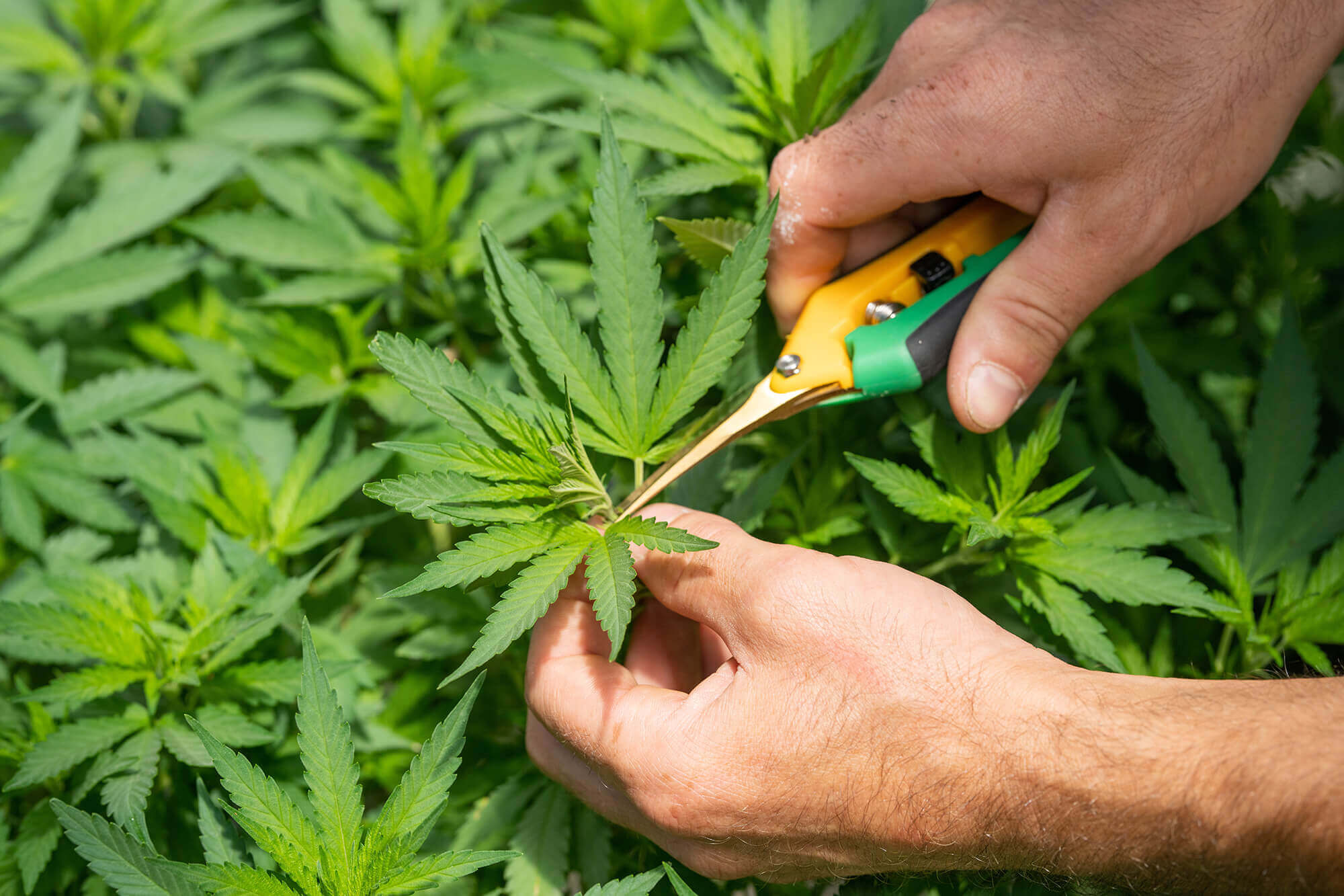 Weed Dispensary CBD, Hemp And Cannabis Stores Online